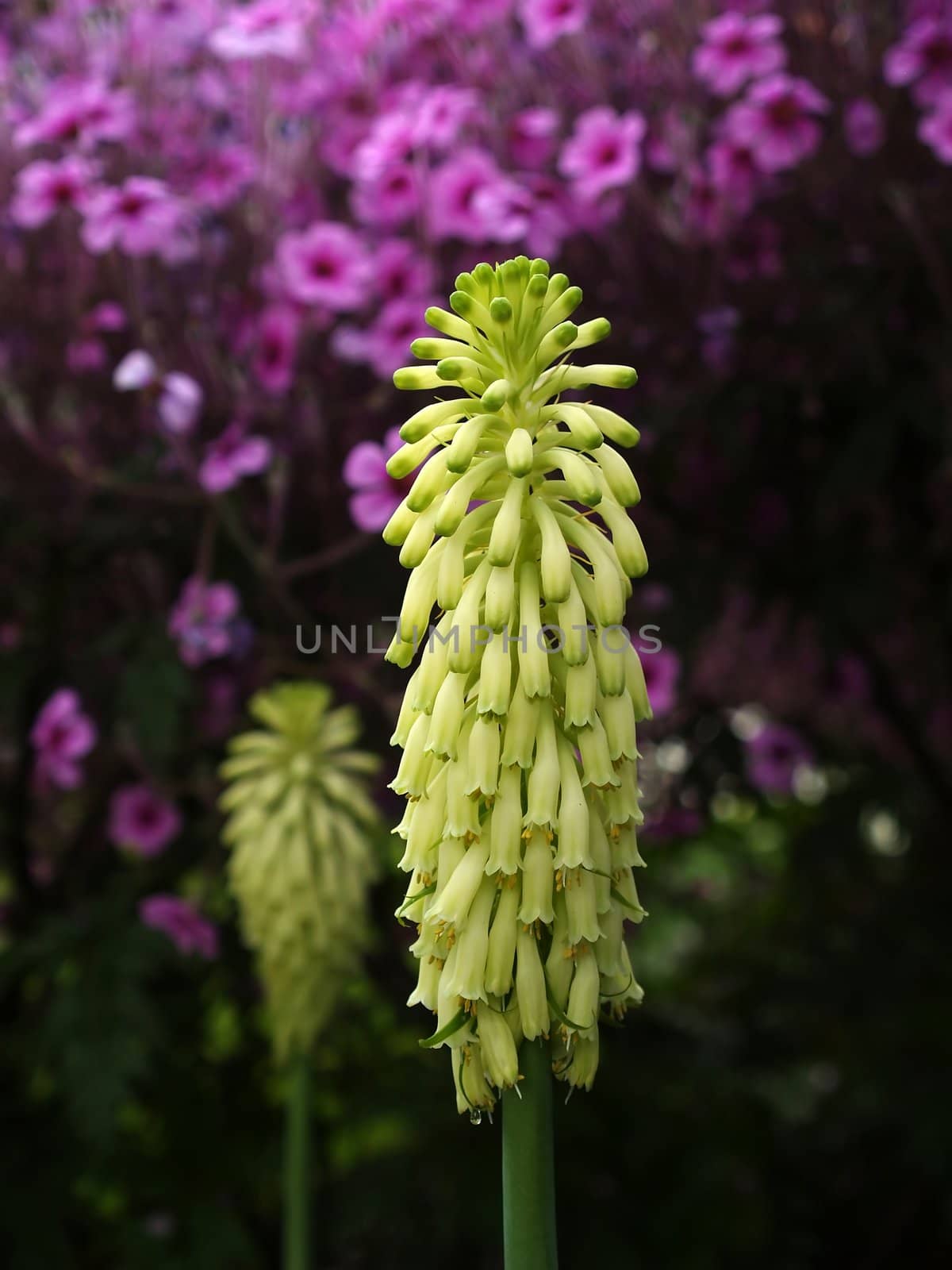 Flowers in a famous botanic garden in the United States