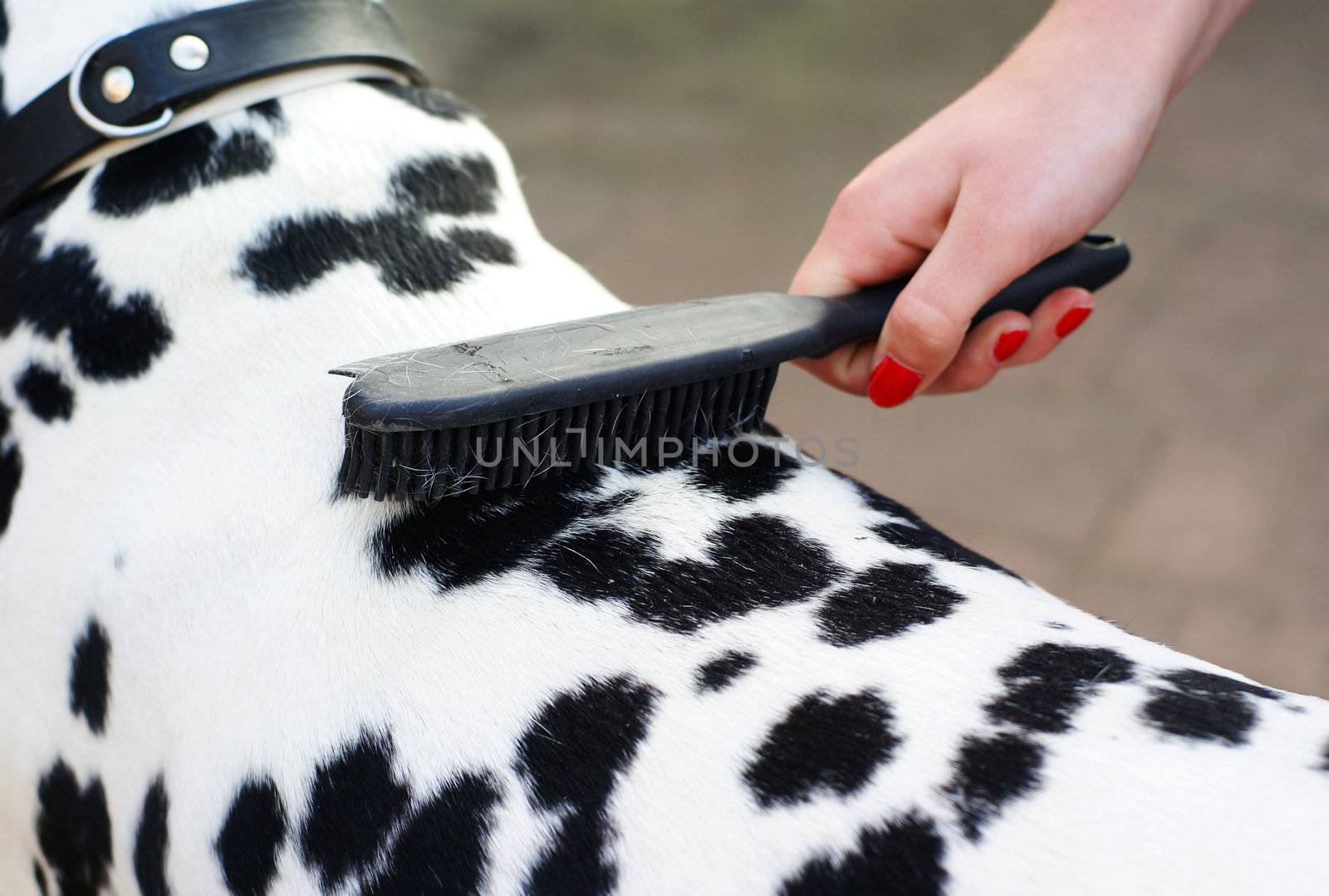 Photo of hand brushing a dalmatian dog.             