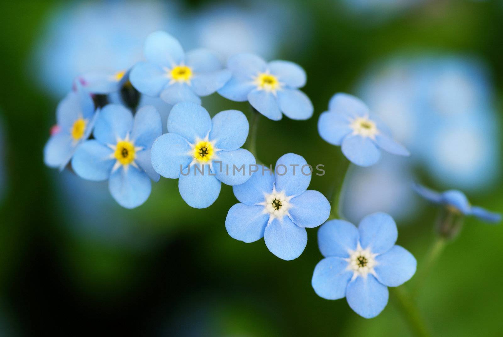 Macro shot of beautiful the little blue forget me not flowers.