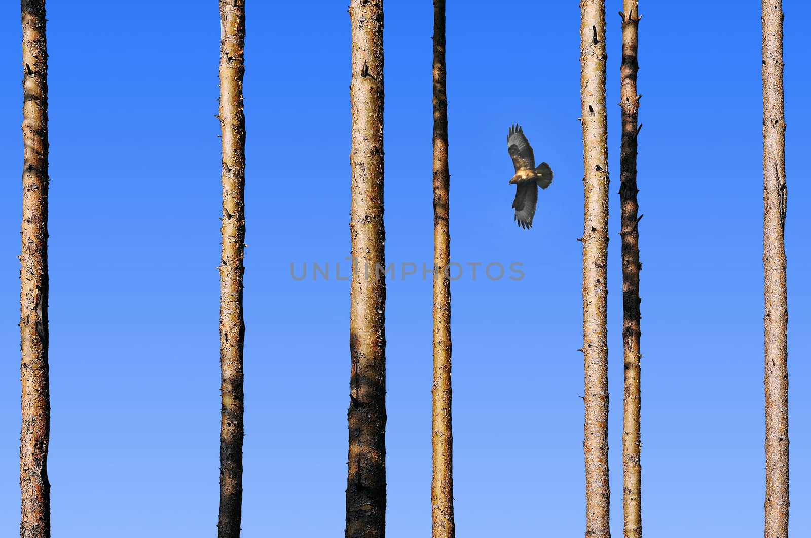 Flying falcon between straight pine trees, blue sky.