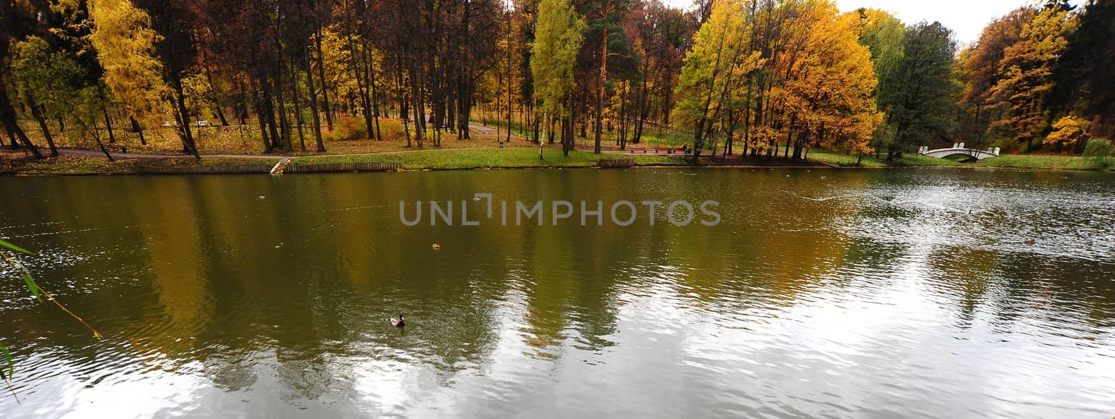The Pond With Wild Ducks In Autumn Park
