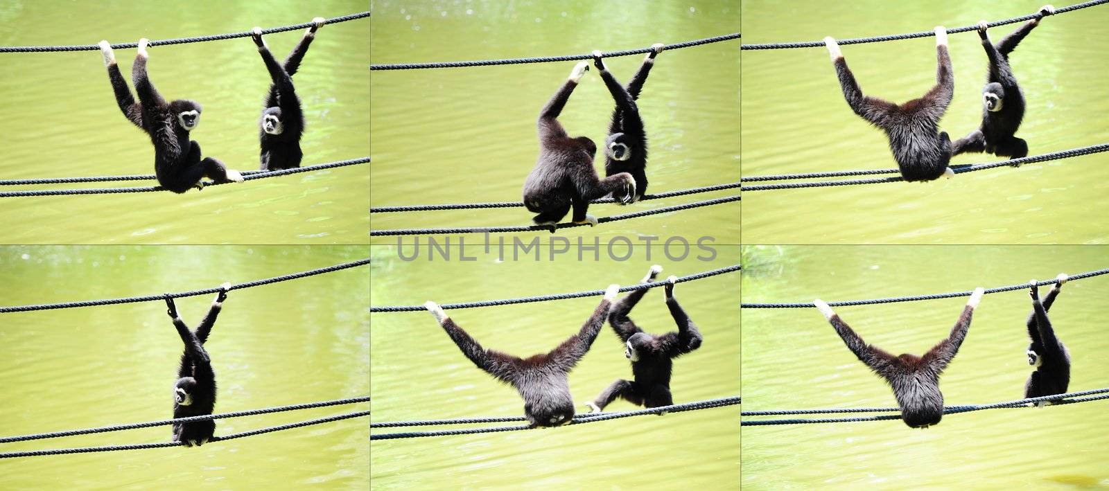 White Handed Gibbons Collection, Hylobates Lar, Climbing On a Rope.