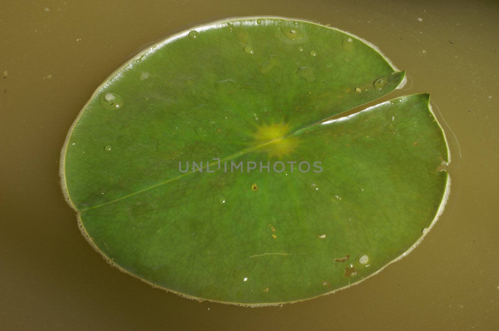 A macro shot of a fresh green lily pad.