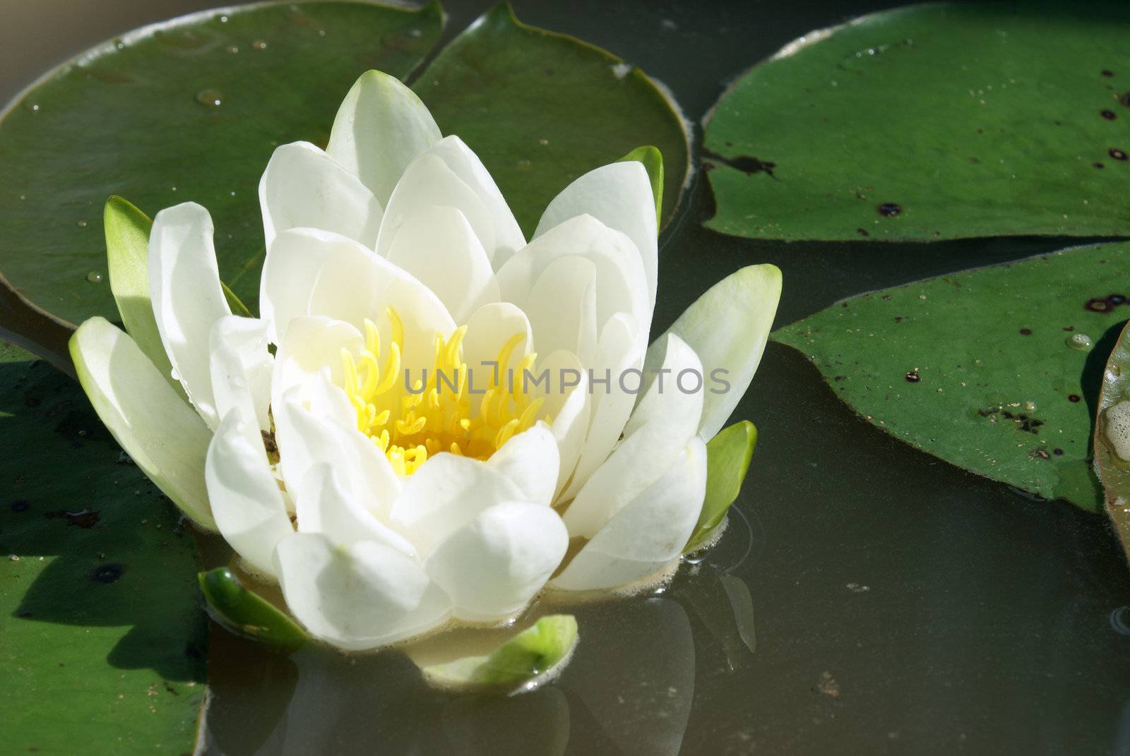 A macro shot of a water lily.