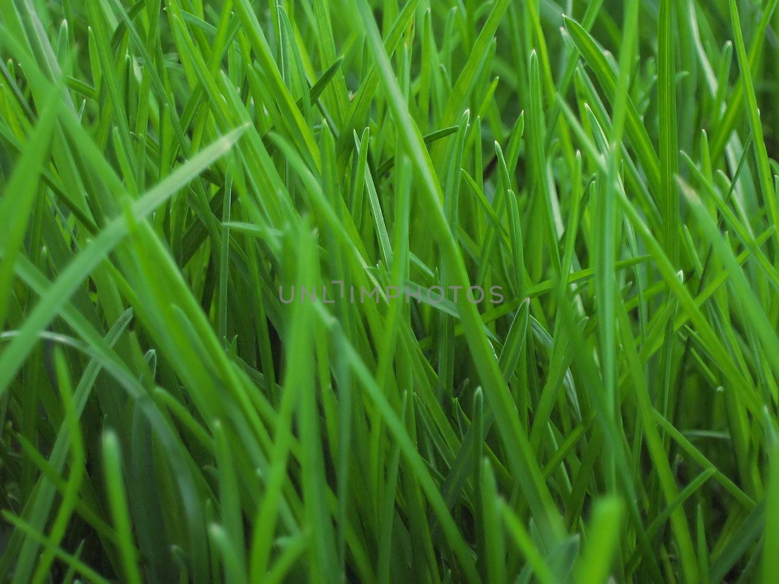 A photograph of grass detailing its structure.