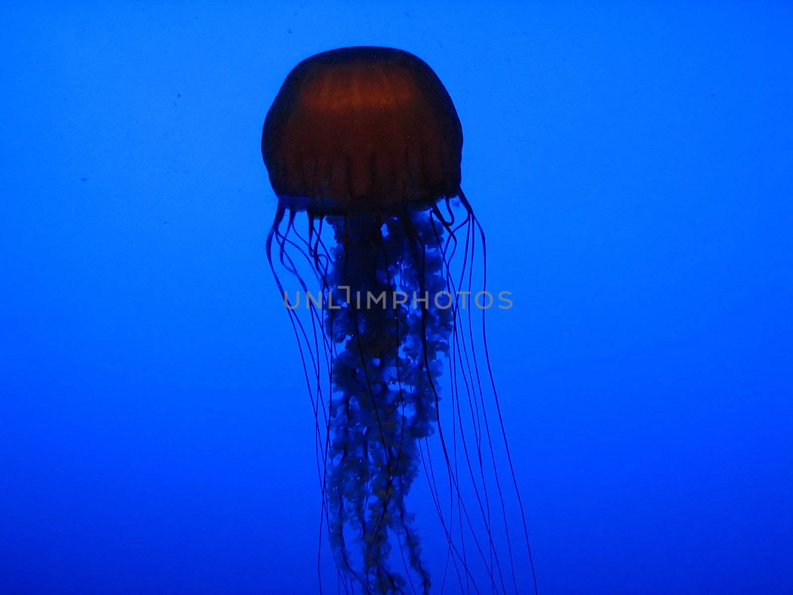 Jellyfish by llyr8