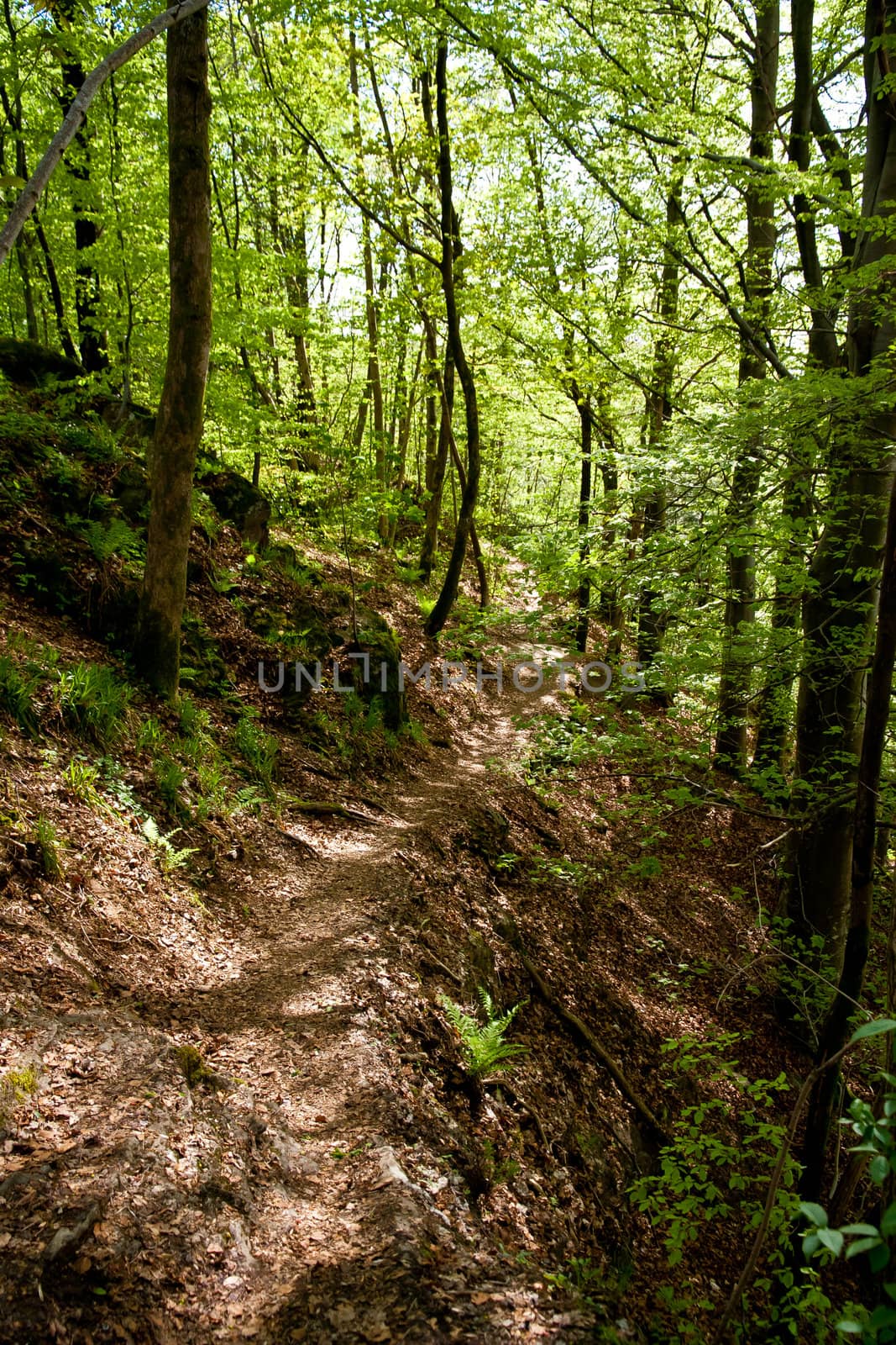 Picture of a forest pathway up in a hill