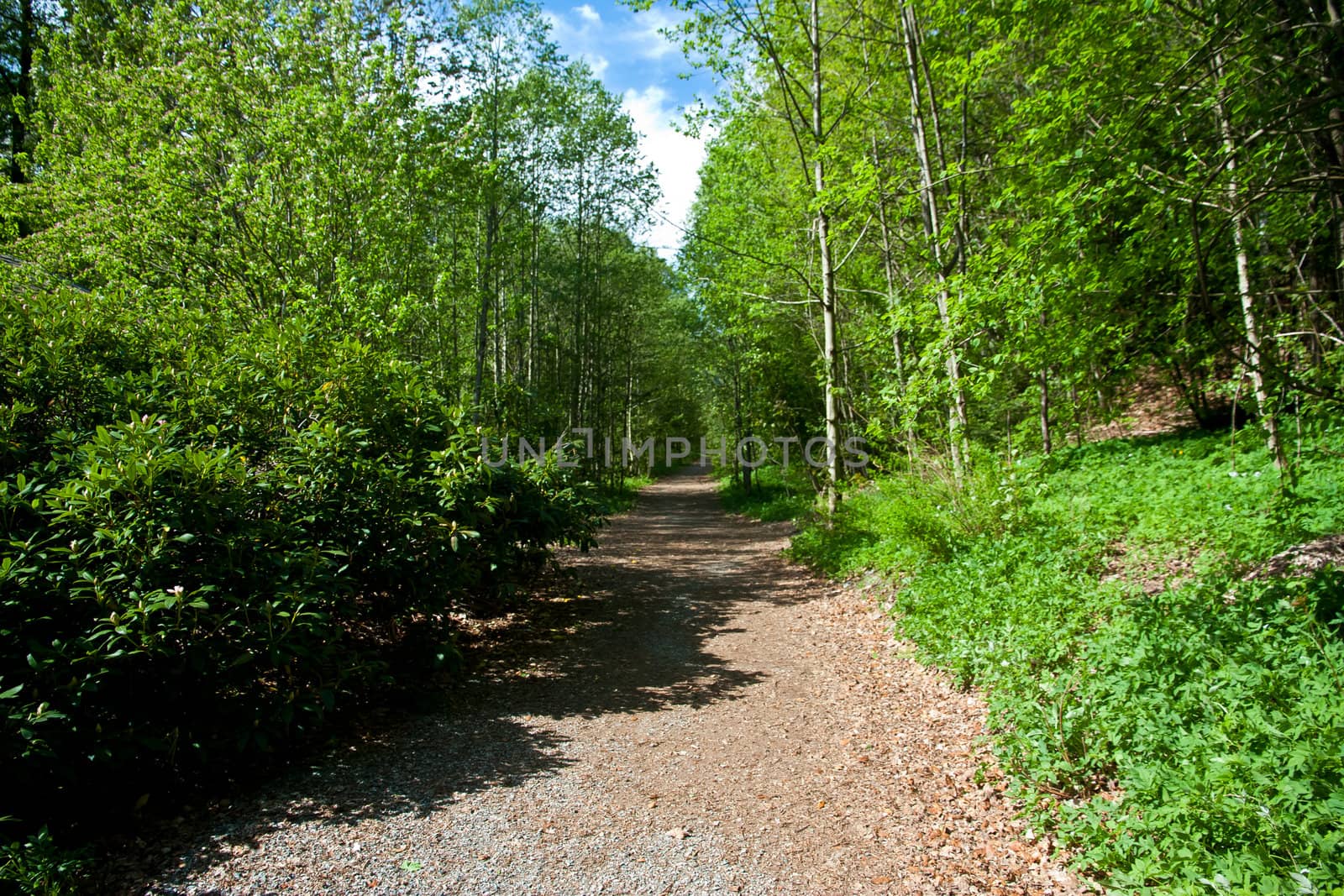 Pathway in forest