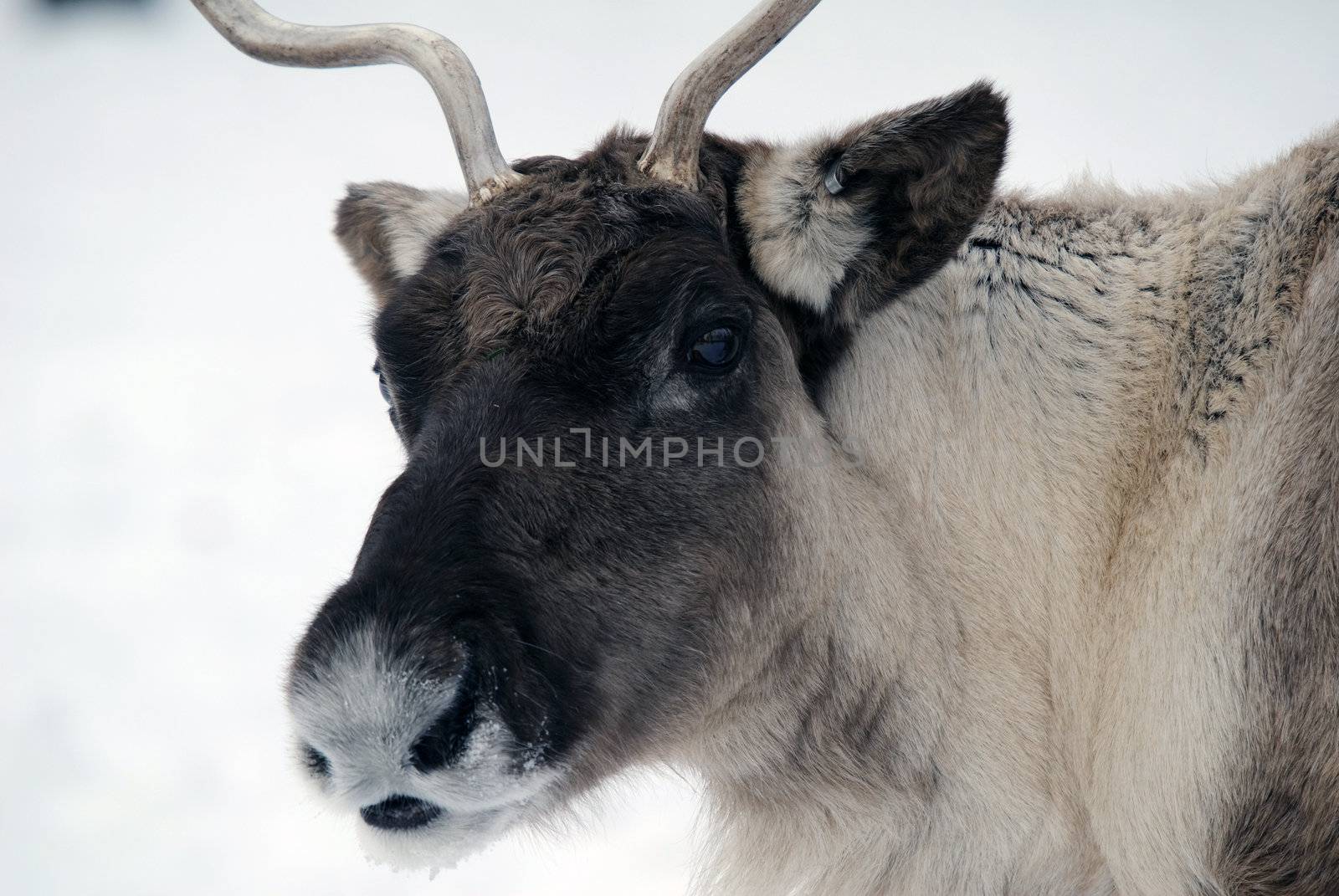 Close-up portrait of a reindeer on a cold Winter day