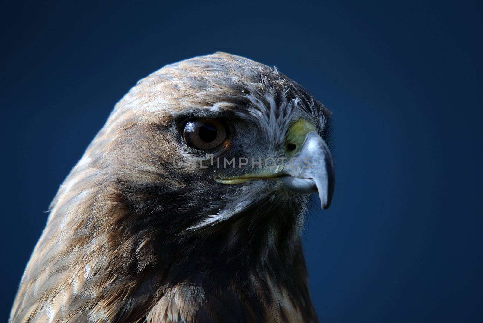Close-up portrait on a Red-tailed Hawk on a sunny day
