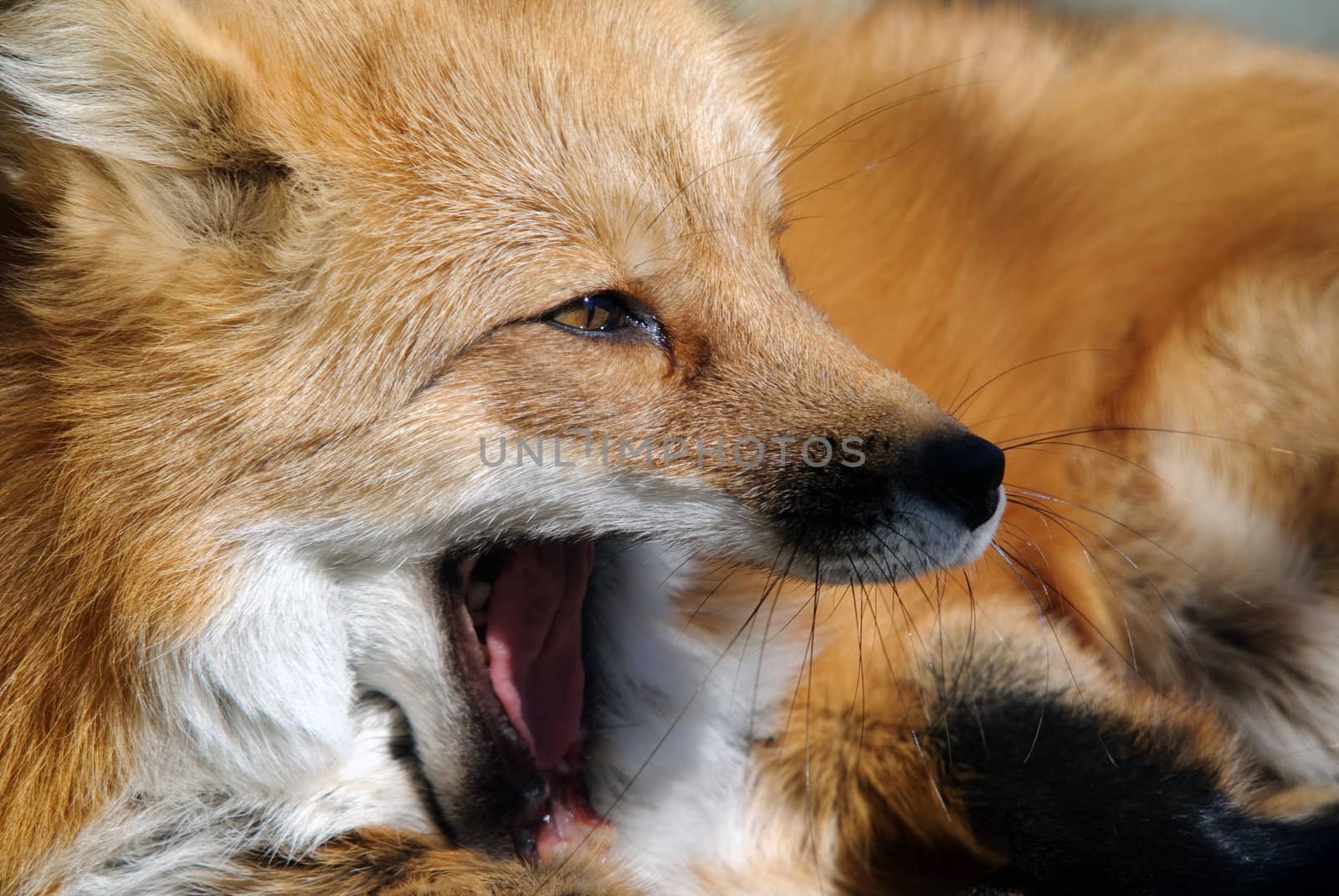 Close-up portrait of a beautiful wild Red Fox