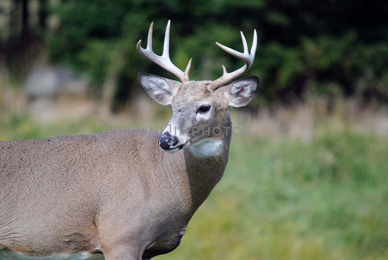 Portrait of a nice youg whitetail buck