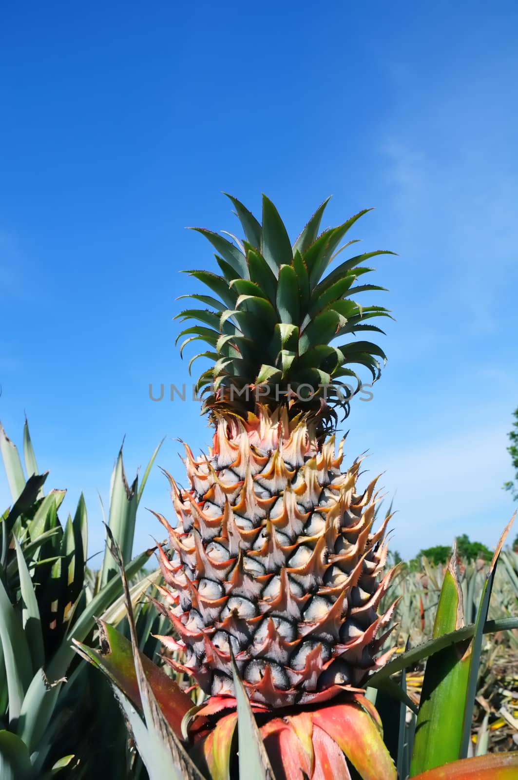 Pineapple against blue sky in a plantation.