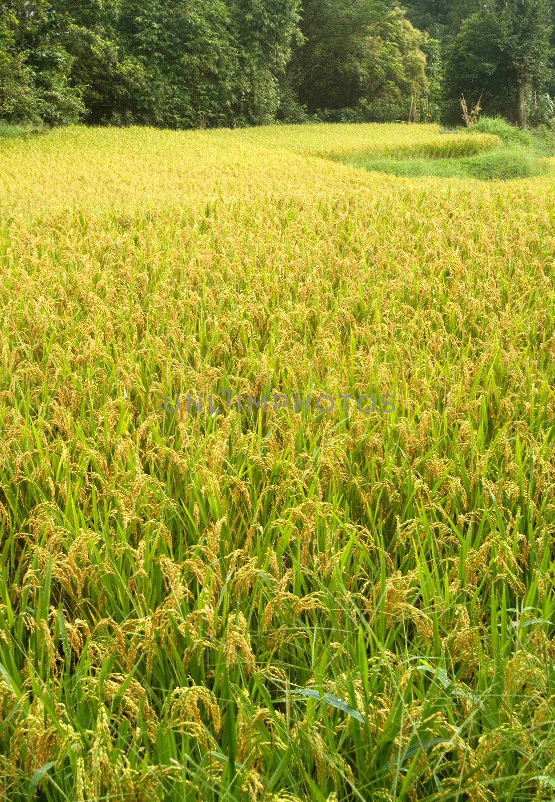 Here are ripe rice with beautiful yellow color.