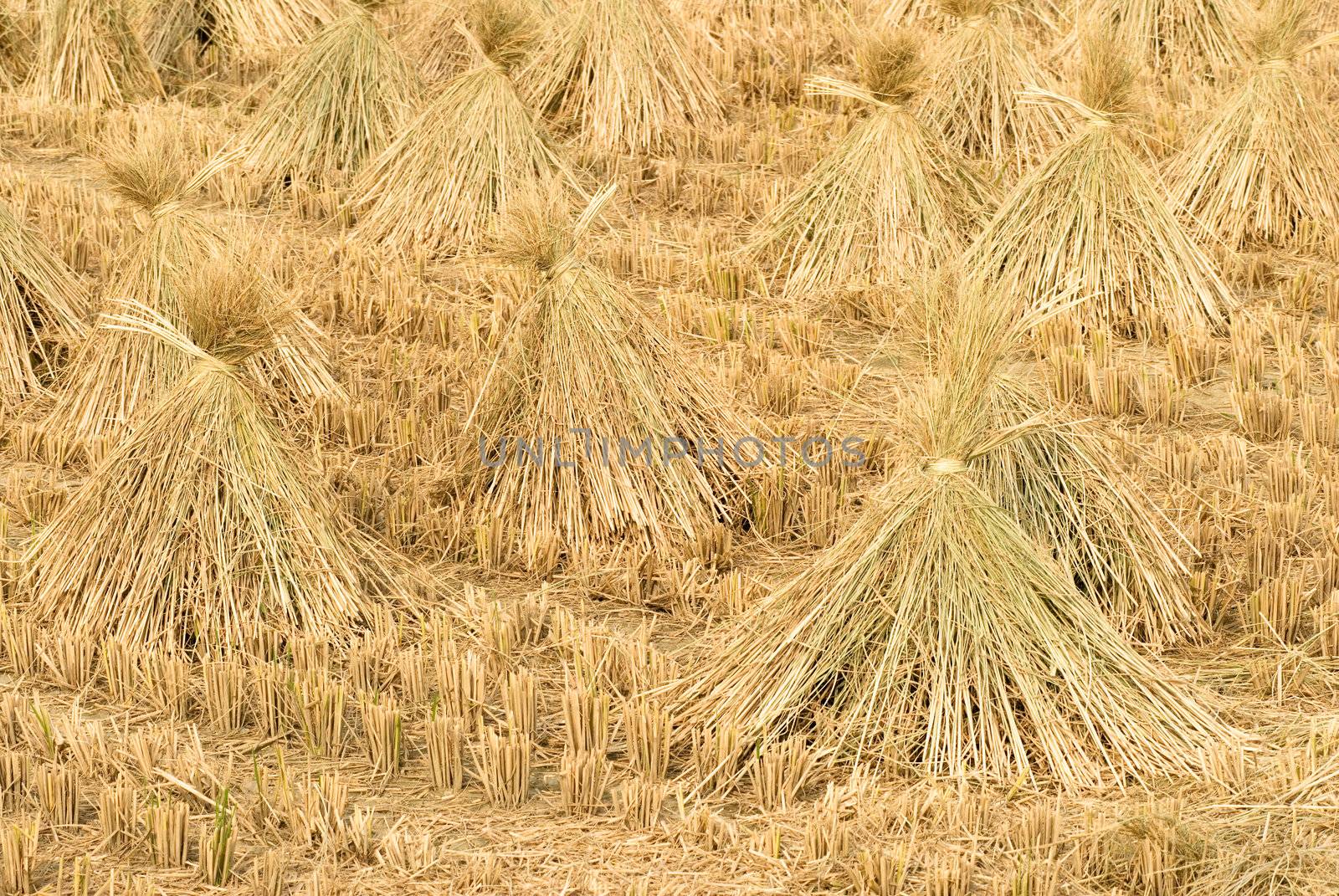 Here are the rice after harvest in Taiwan.