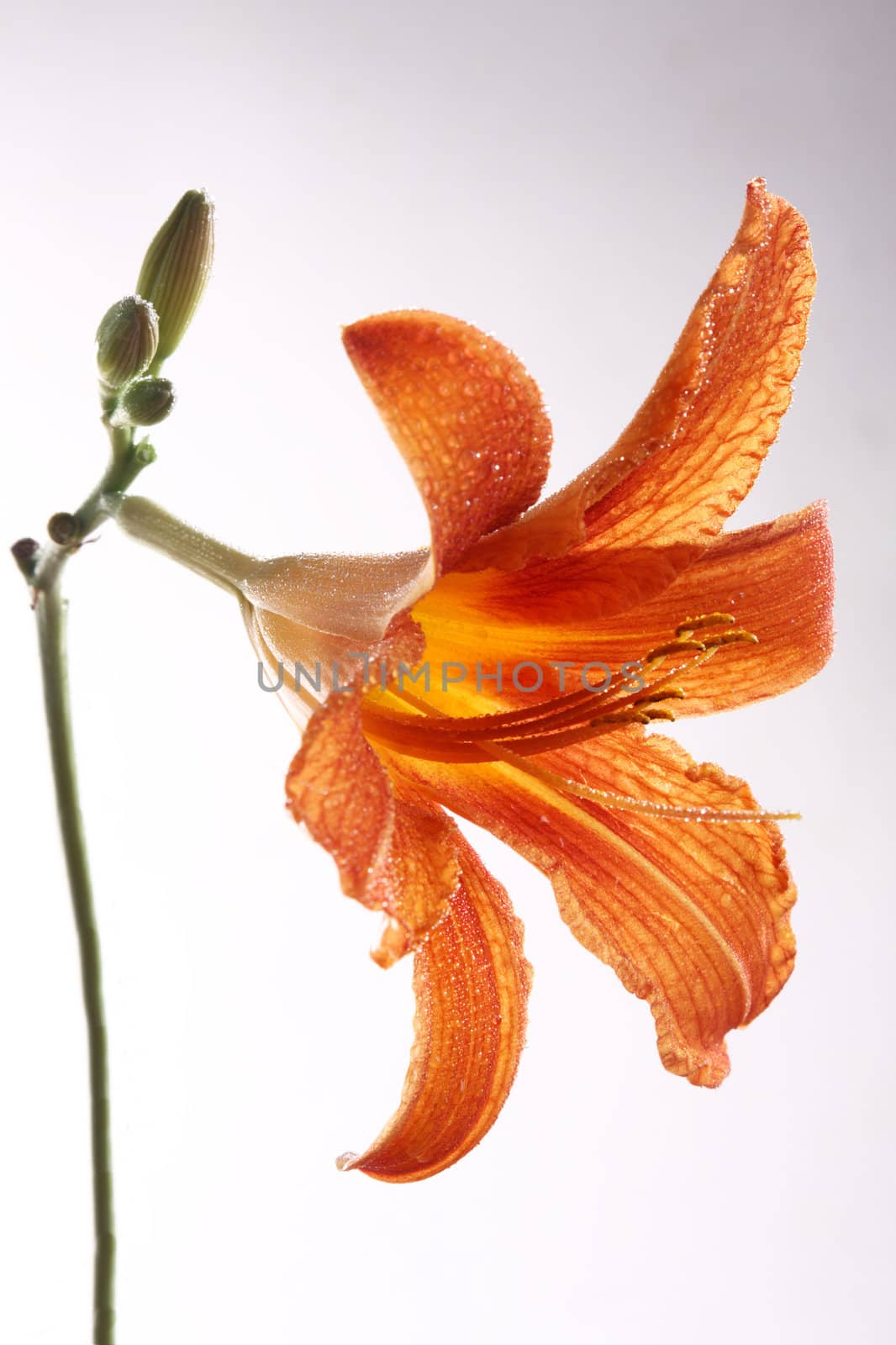 Collection of photos flowers close up. Shooting in studio.