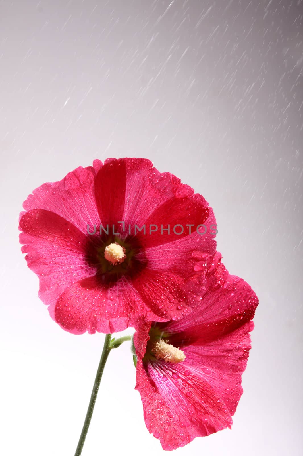 Collection of photos flowers close up. Shooting in studio.