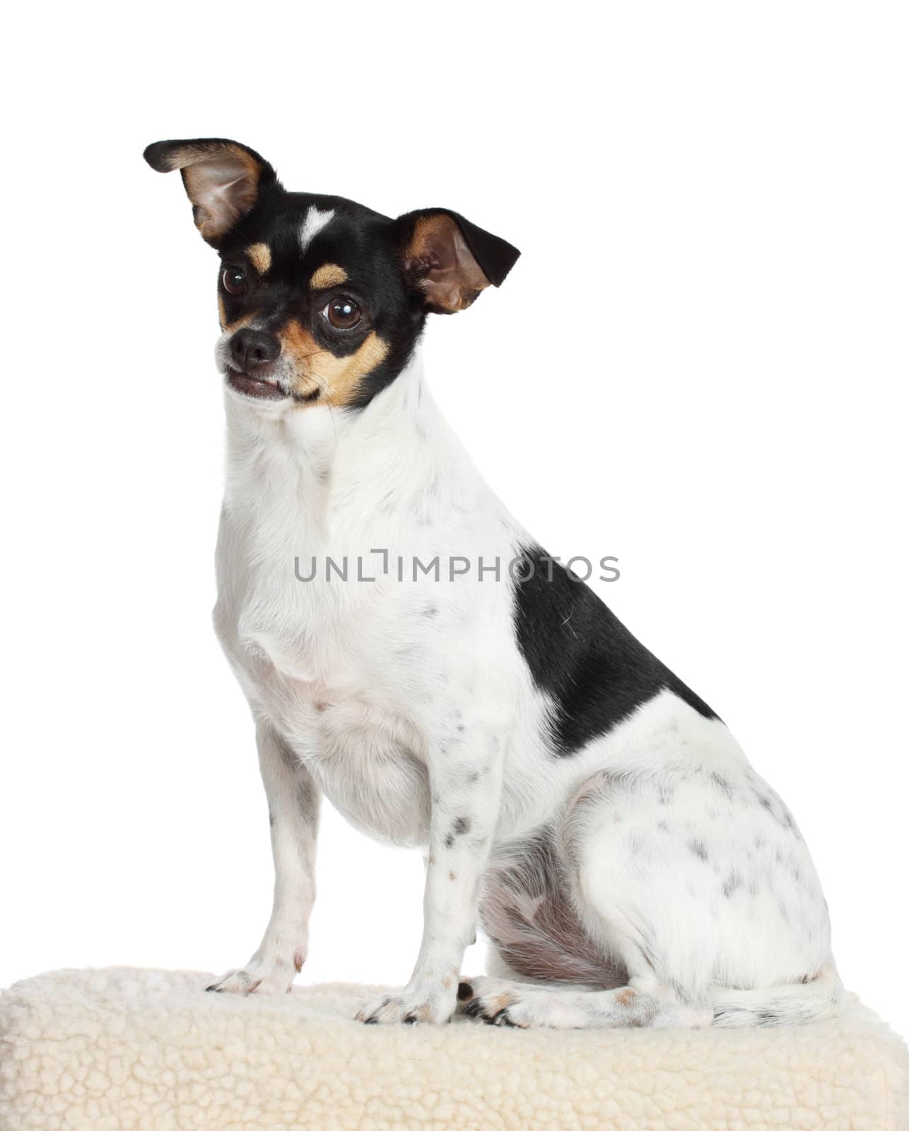 cute chihuahua dog isolated on white background