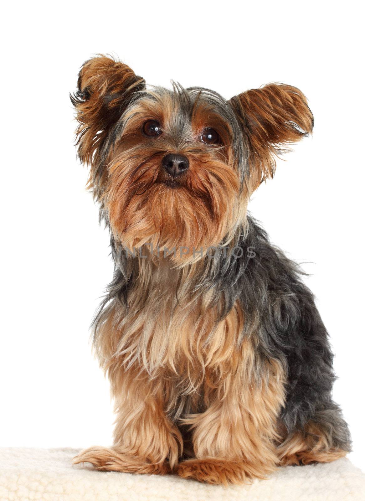 cute little yorkshire terrier dog, isolated on white