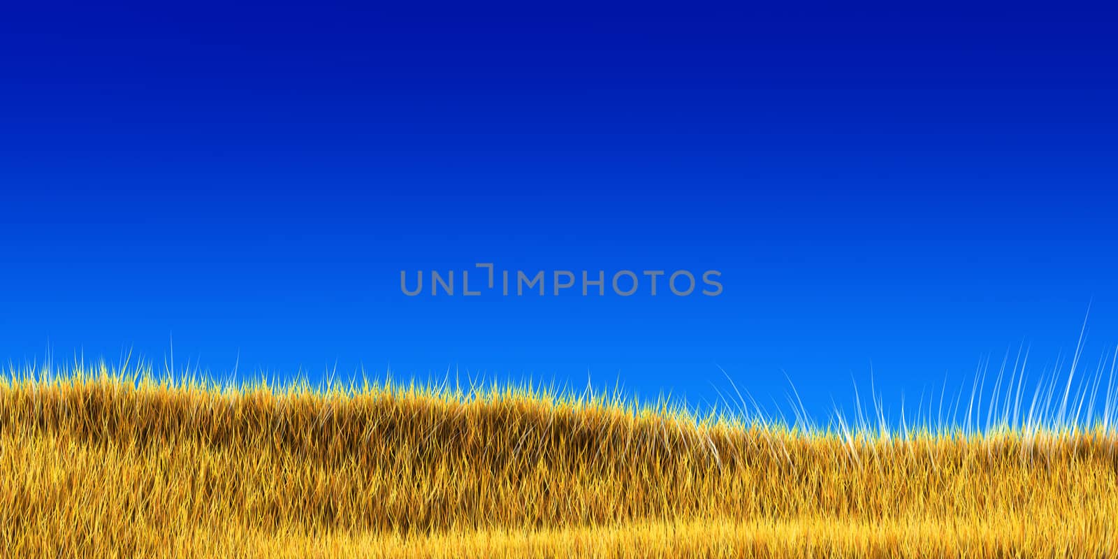 Dry yellow grass field under a blue sky