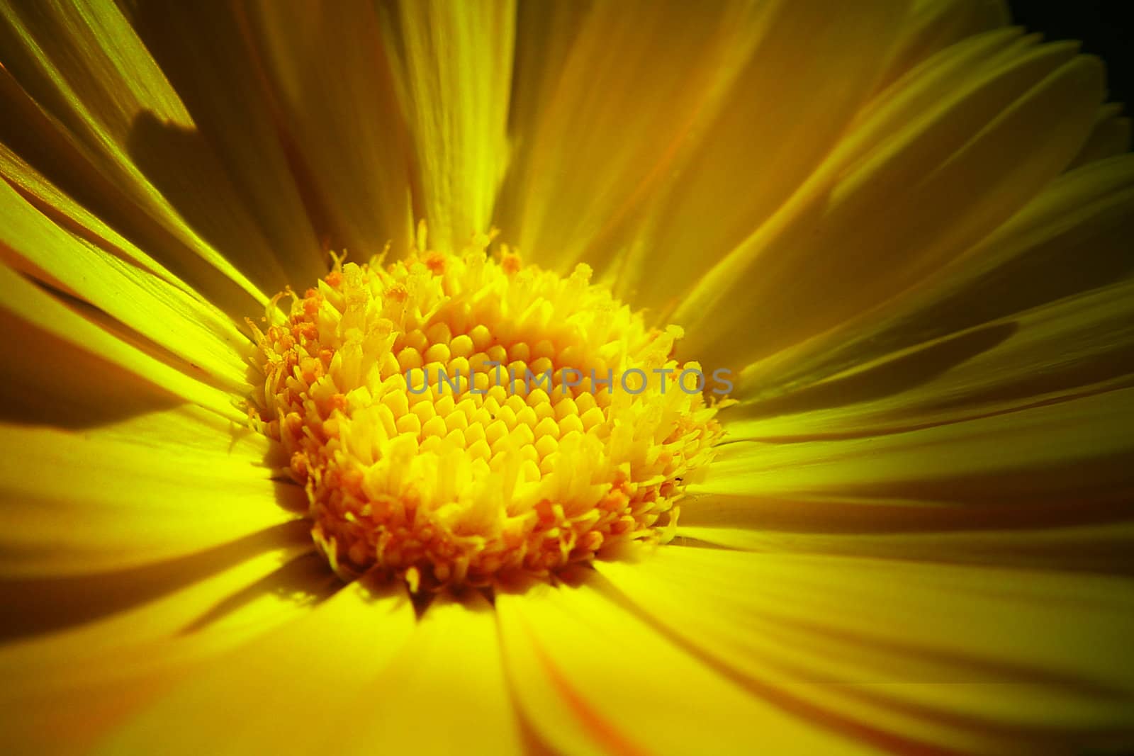 flower of the sun by chrisroll