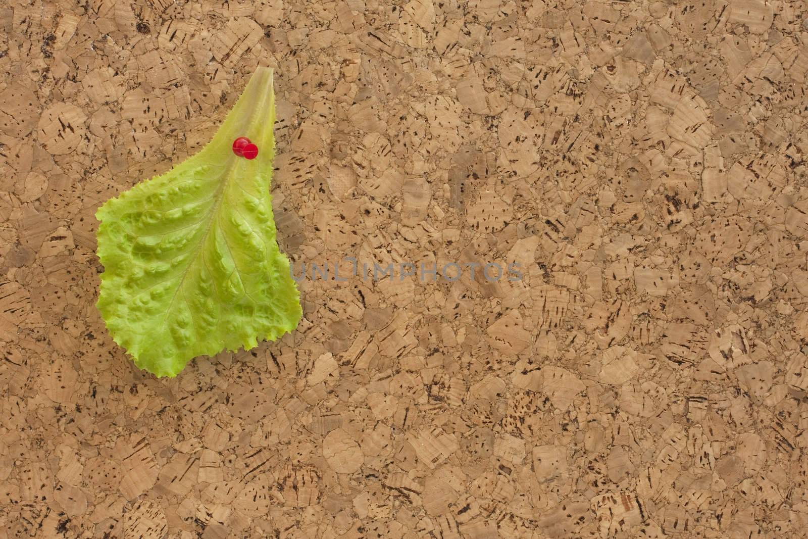 green lettuce leaf posted on a cork bulletin board - environment conservation or healthy eating concept with copy space