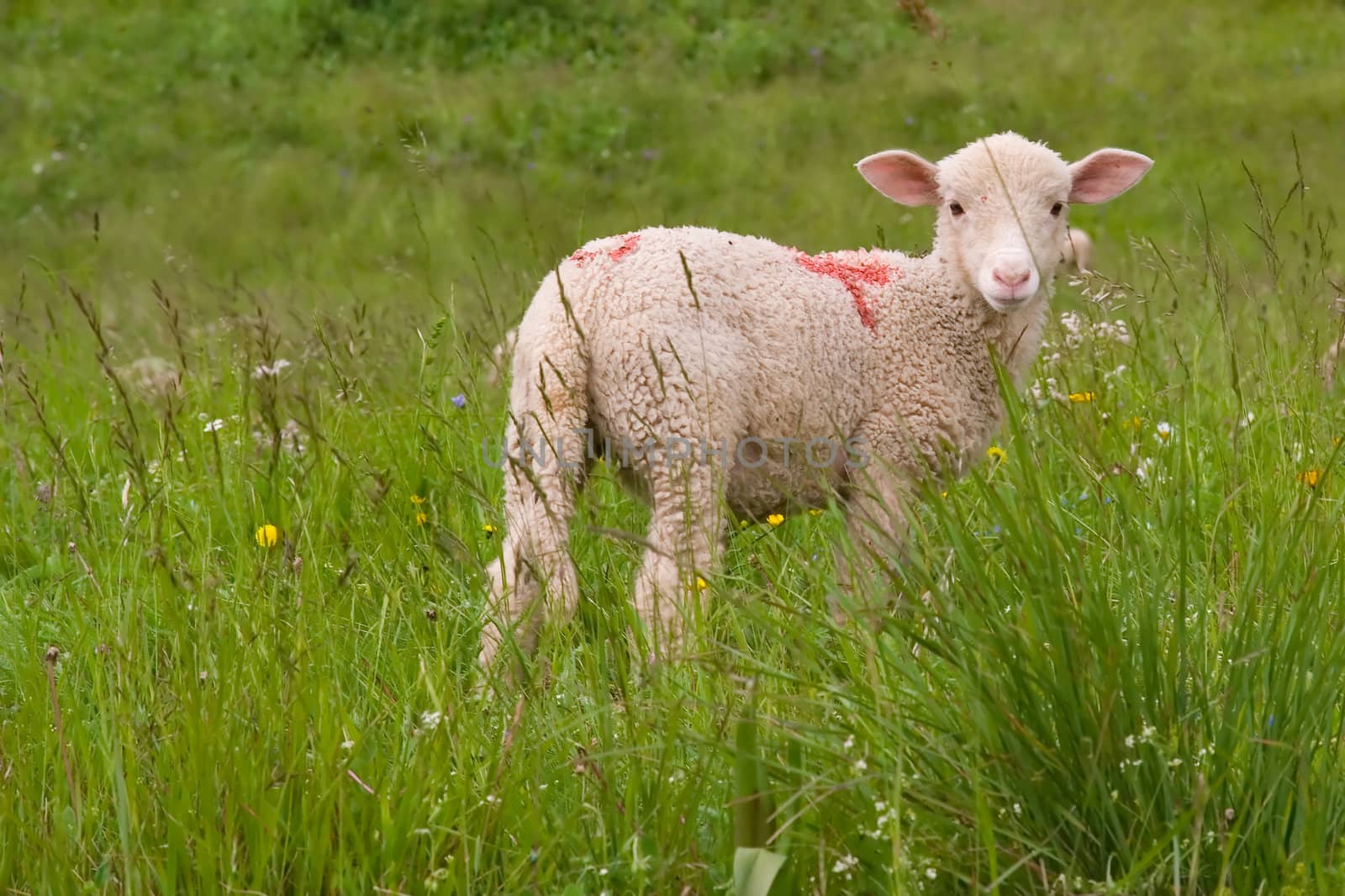lamb in a meadow by chrisroll