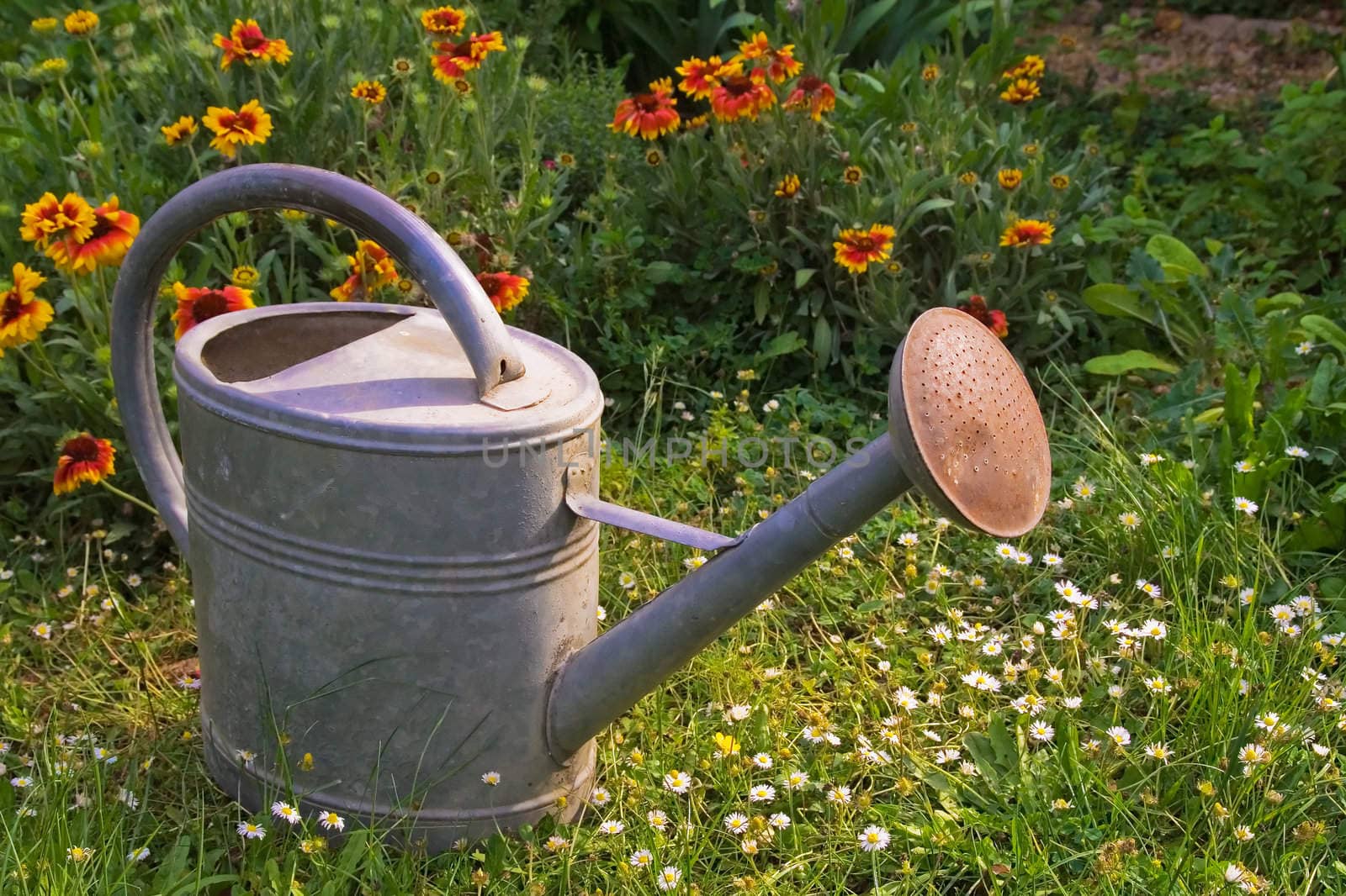 water can in a garden