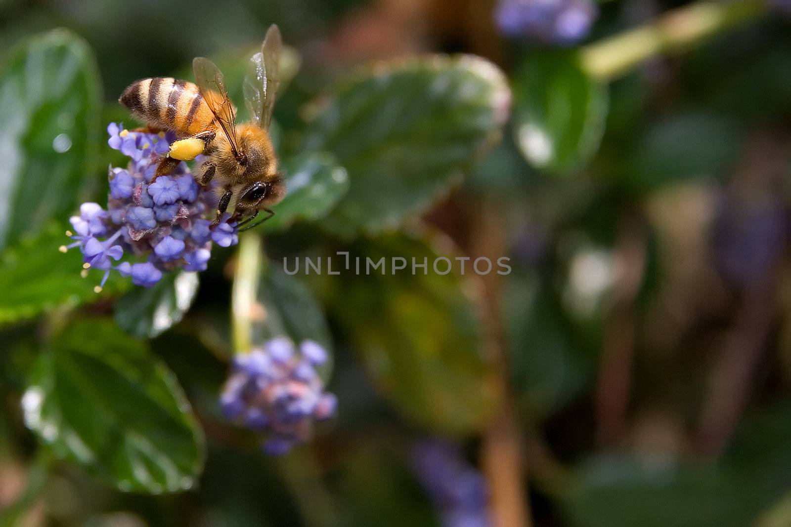bee on a flower by chrisroll