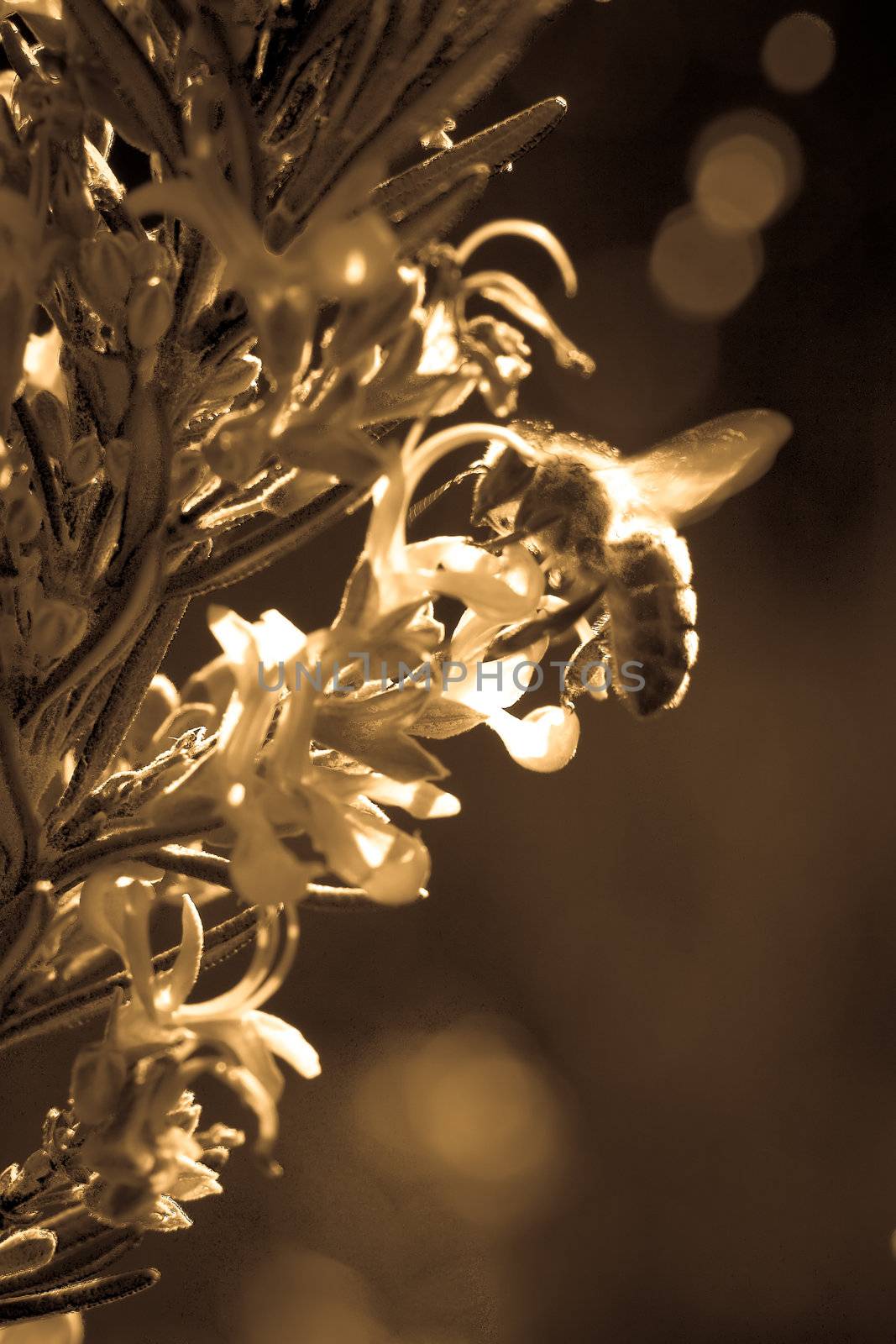 bee on lavander