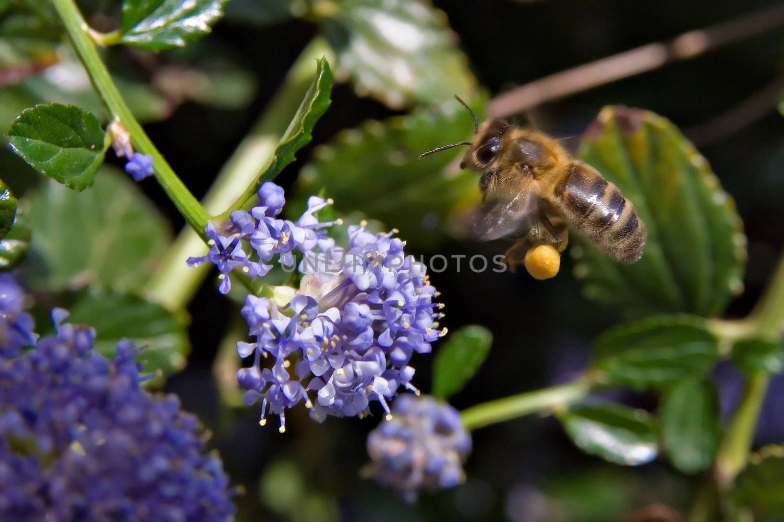 bee in flight by chrisroll