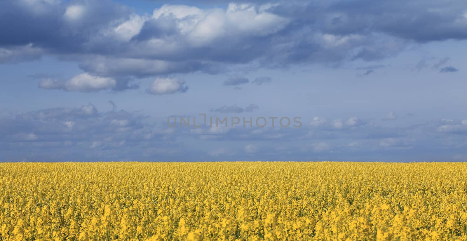 Image of yellow canola field under a cloudy sky.