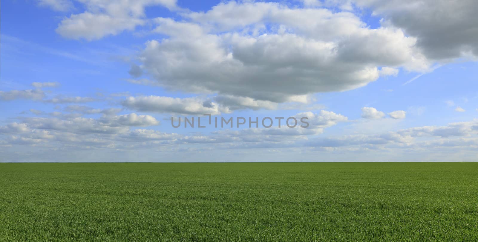Green cereals field under a cloudy sky.
