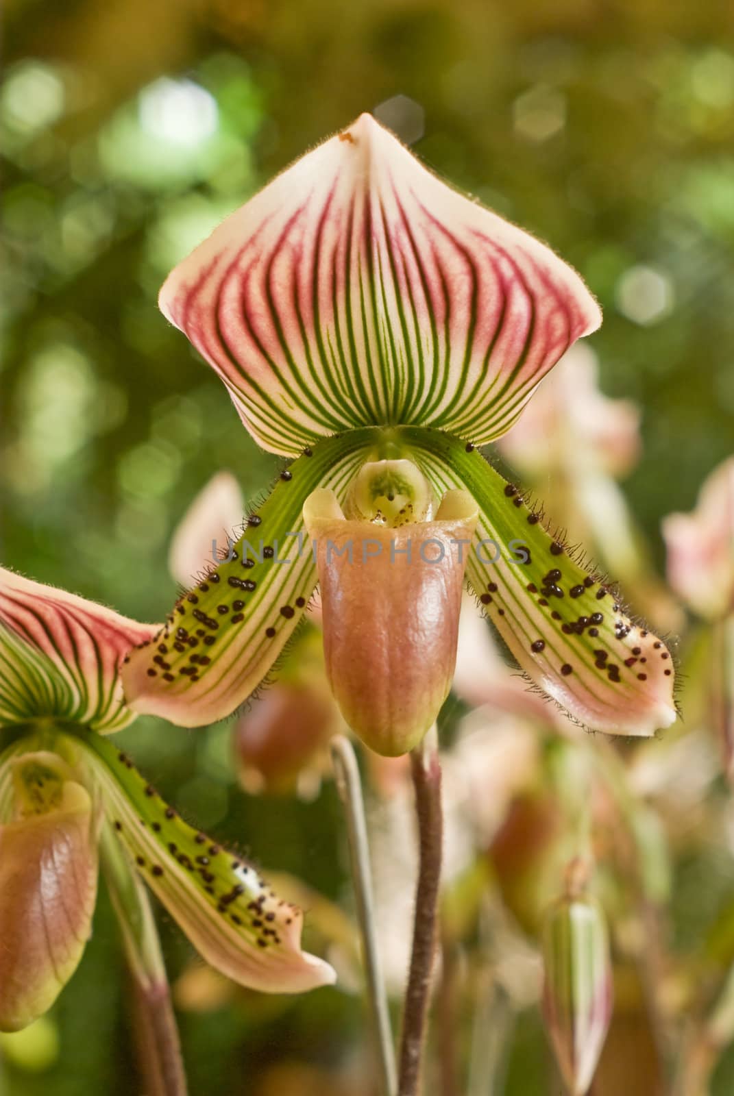 Orchid, Paphiopedilum by pixbox77