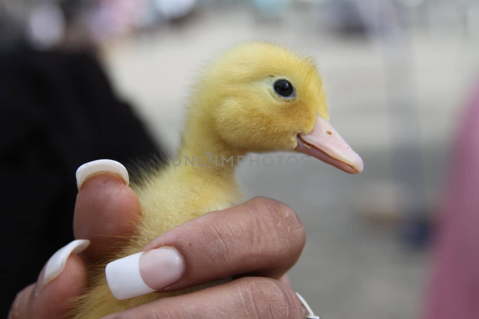Close up of a Duckling.