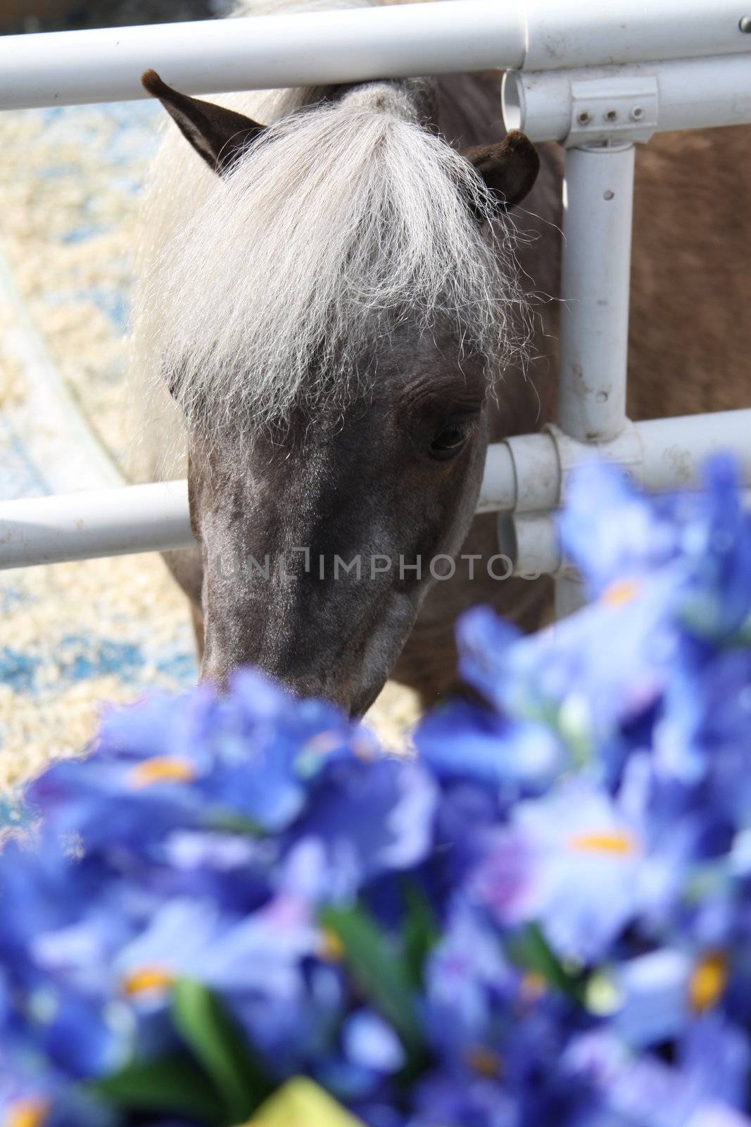 Miniature horse at the farm on a sunny day.