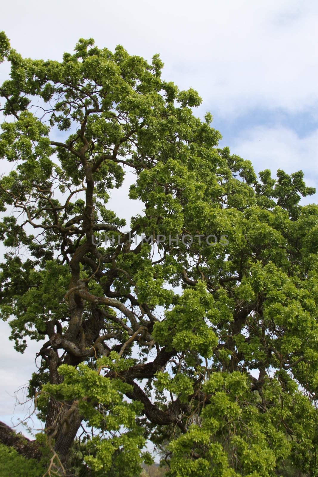 Oak tree branches in a forest over blue sky.