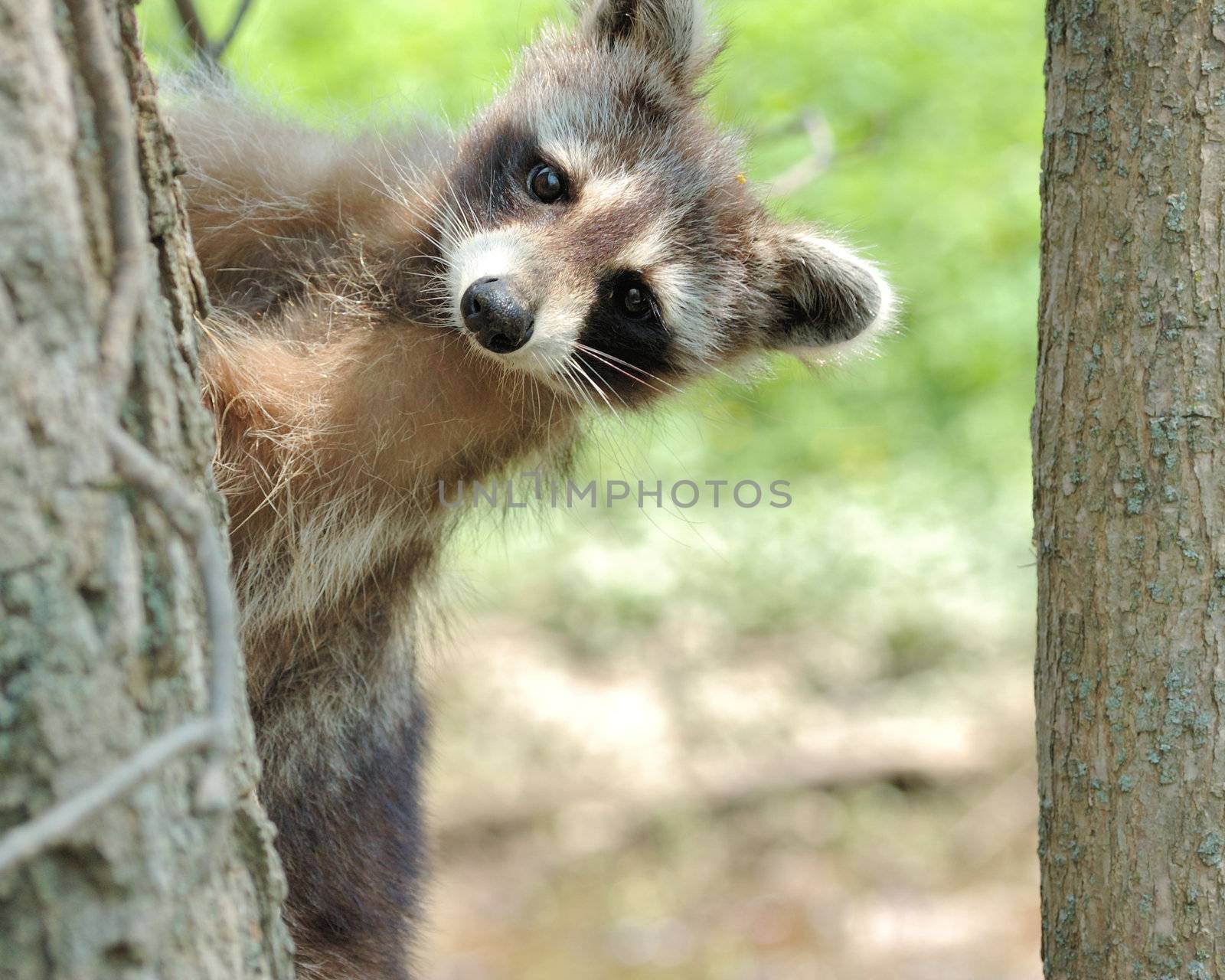 Head shot of a young raccoon peeking around a tree trunk.