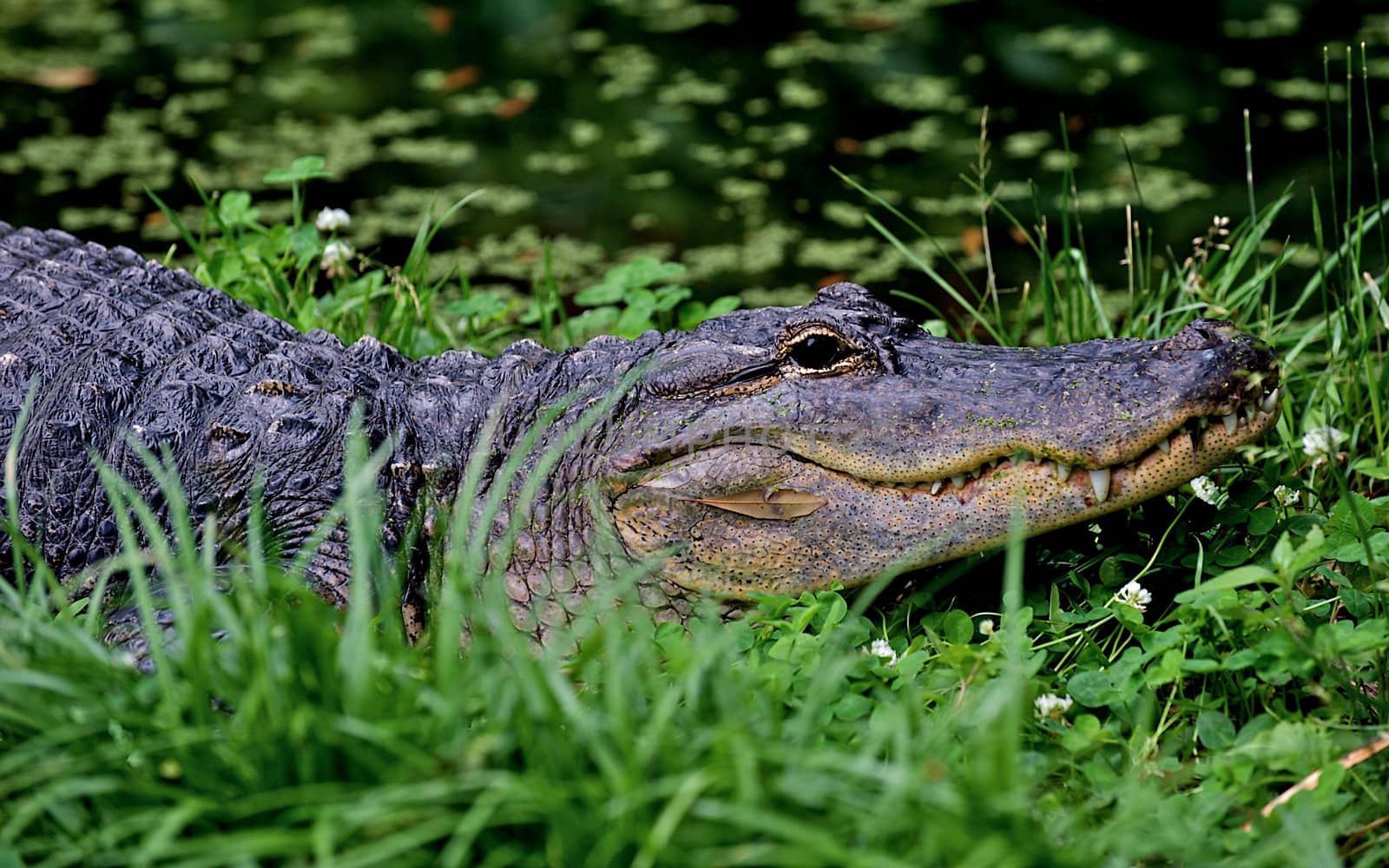 The endangered species American Alligator surrounded by his natural aquatic habitat.