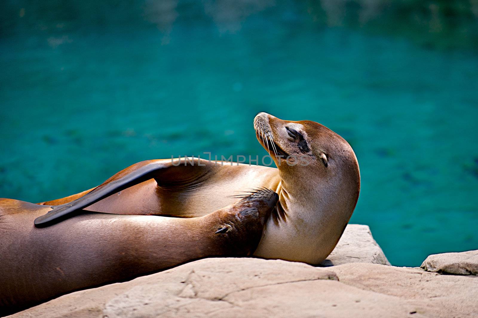 Two seals cuddle together while basking in the sunlight on rocks.  One holds flipper over the other.