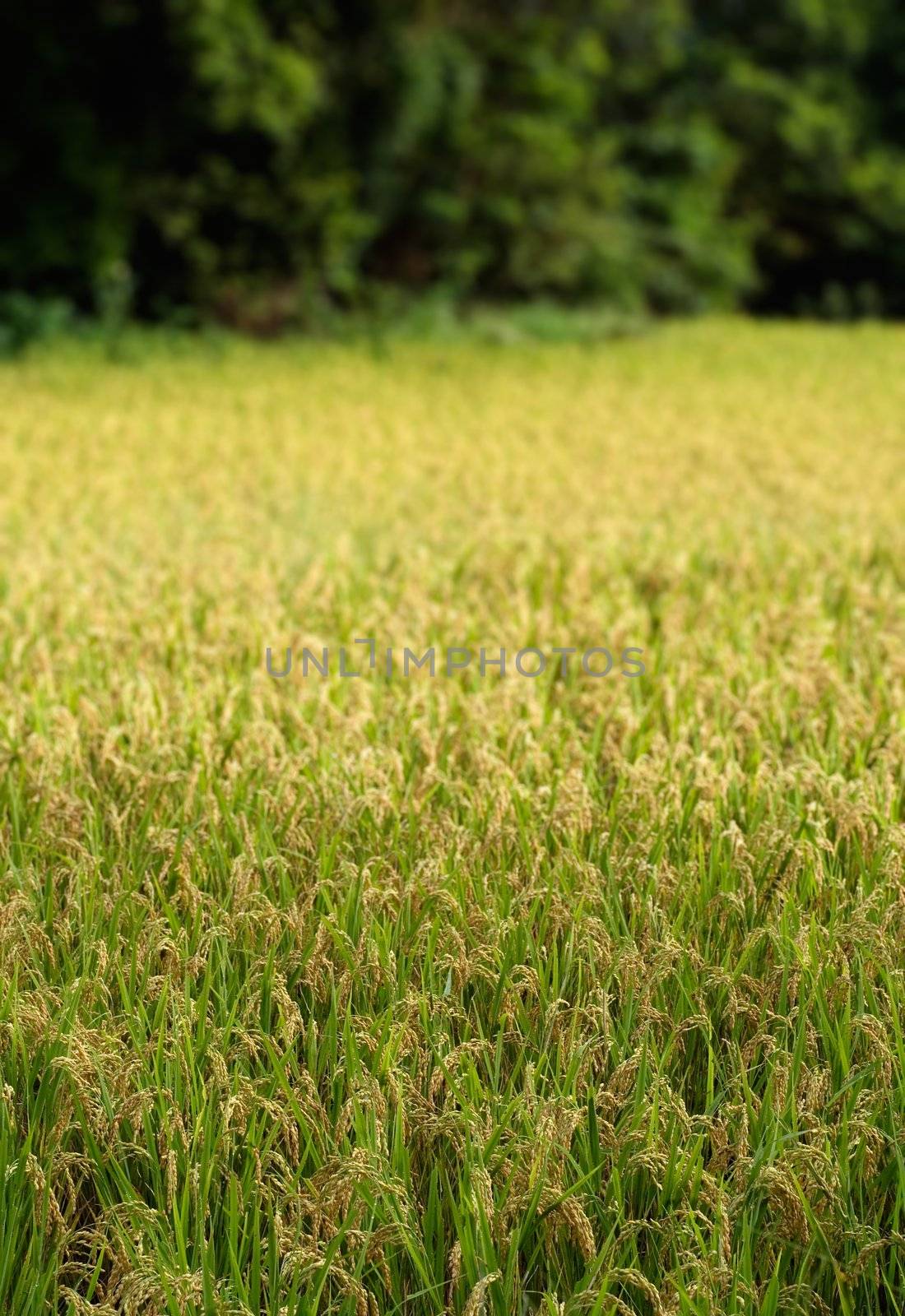 Here are ripe rice with beautiful yellow color.
