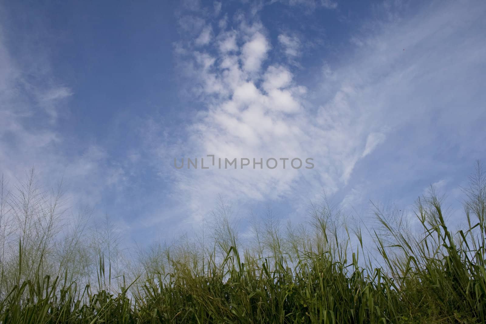 Grass and sky show the beautiful of nature. Can be use as background in Design.