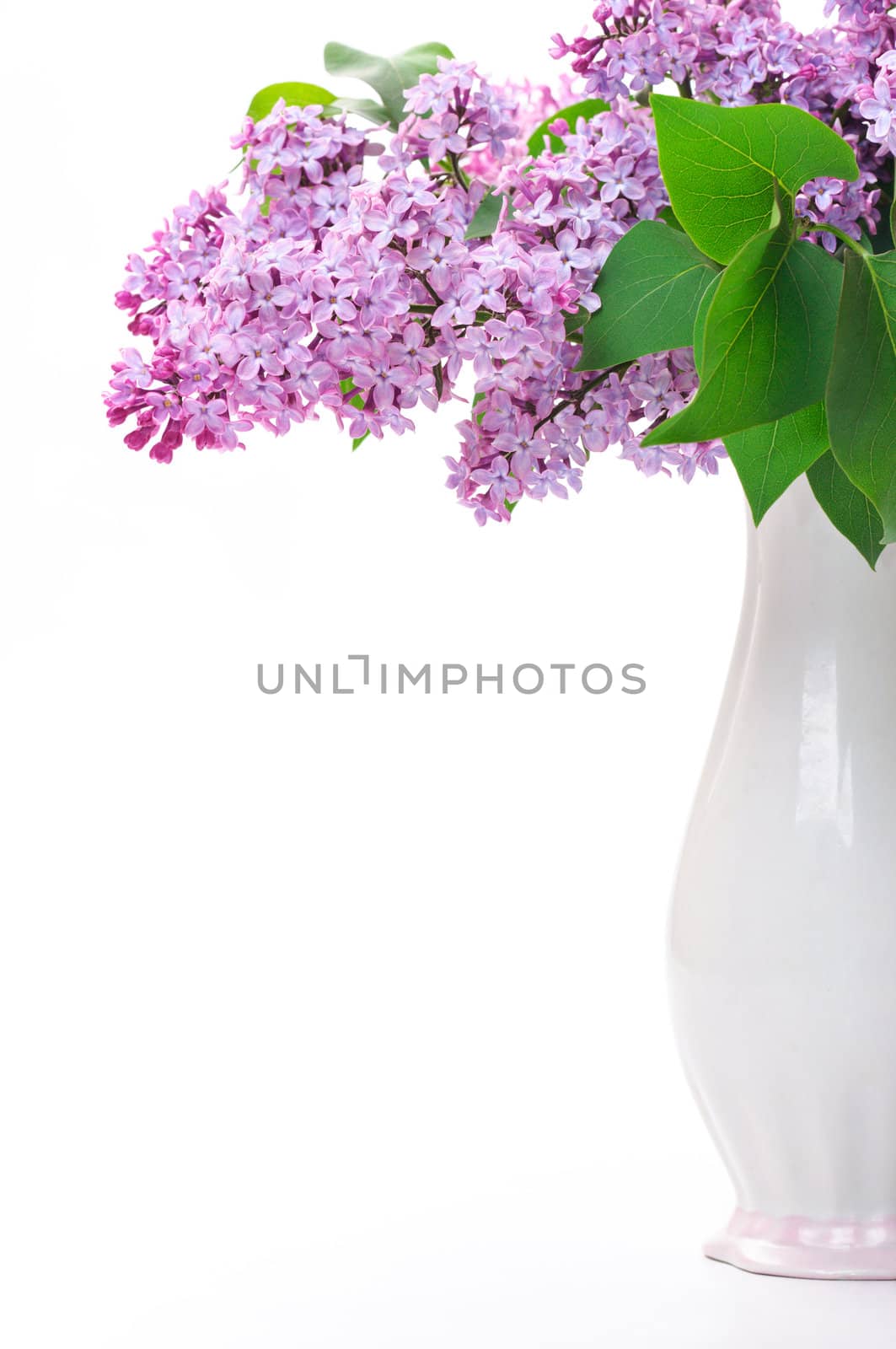 Lilac flower in vase