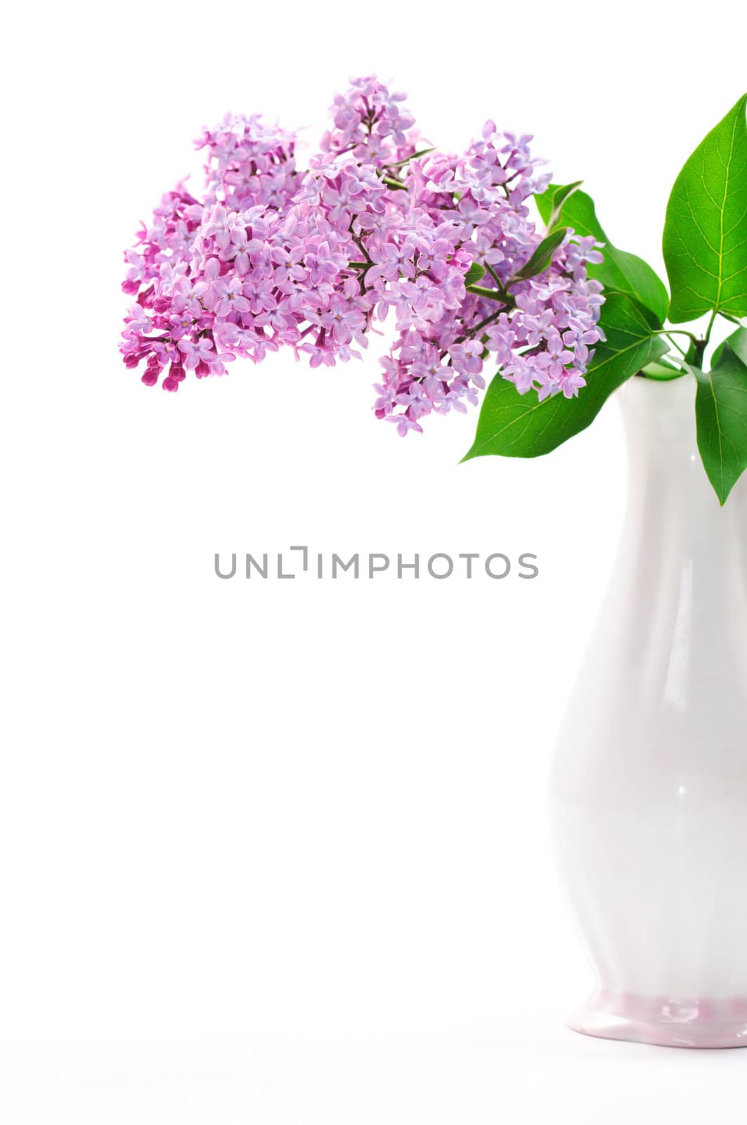 Lilac flower in vase