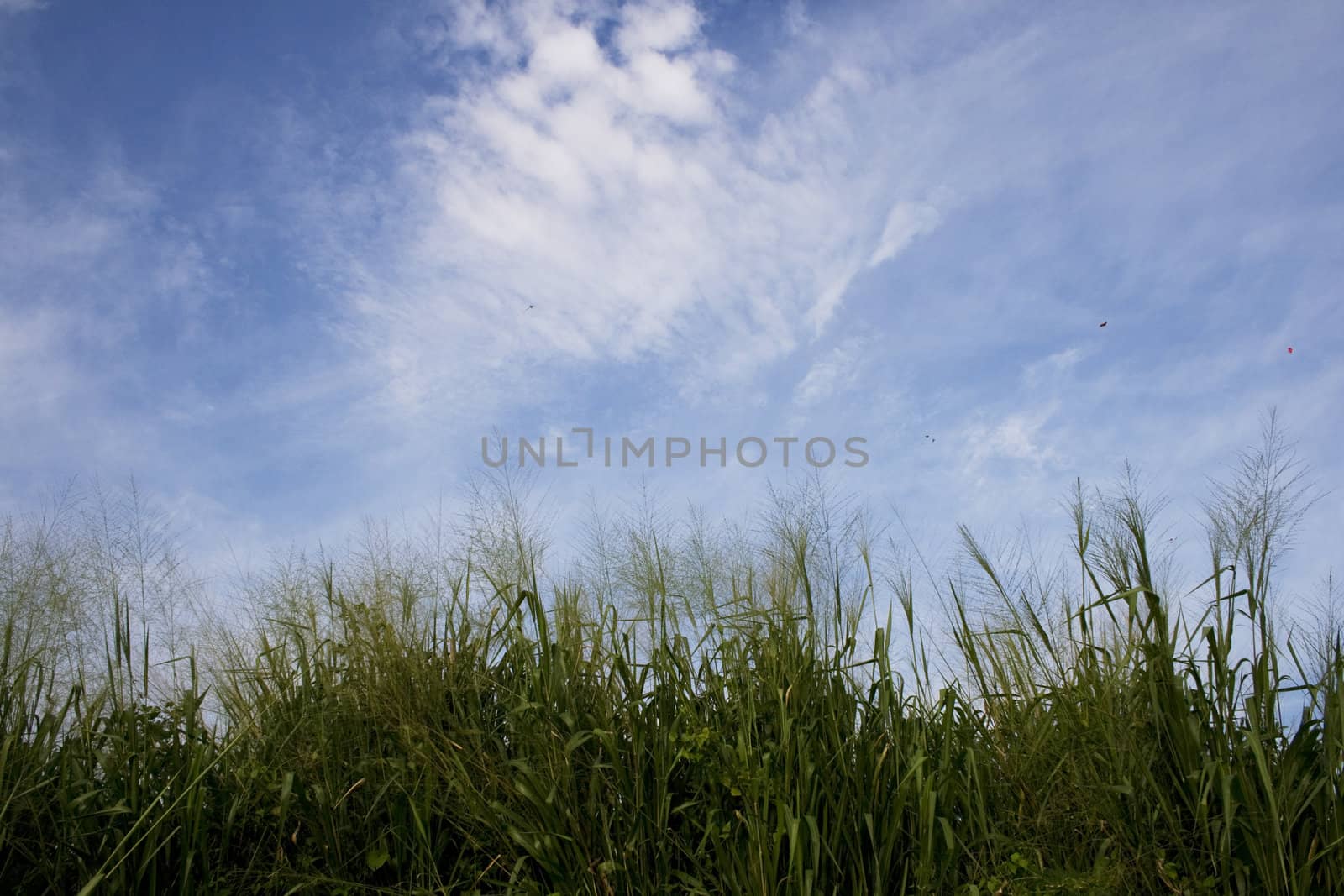 Grass and sky show the beautiful of nature. Can be use as background in Design.