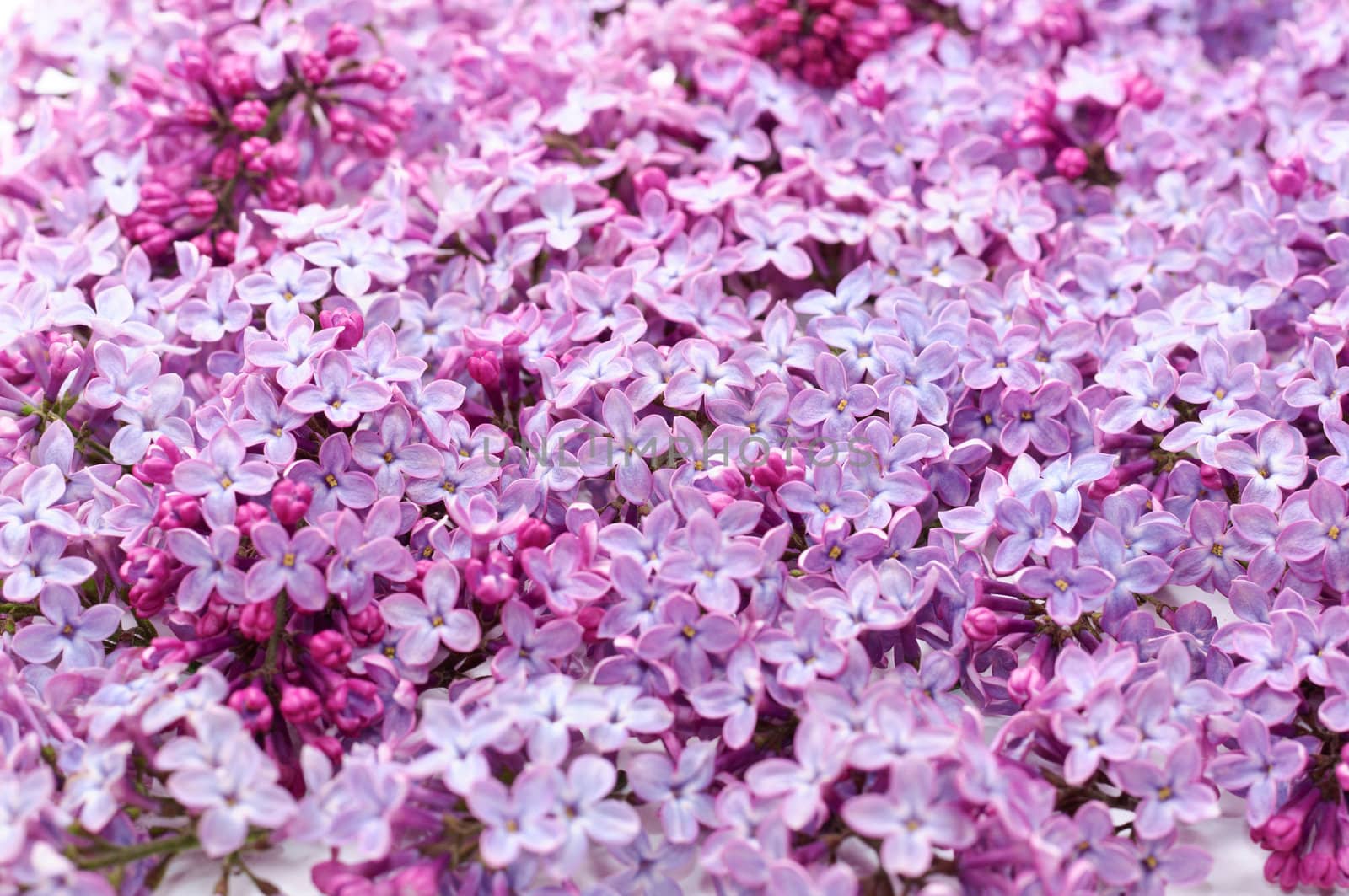 Lilac flower