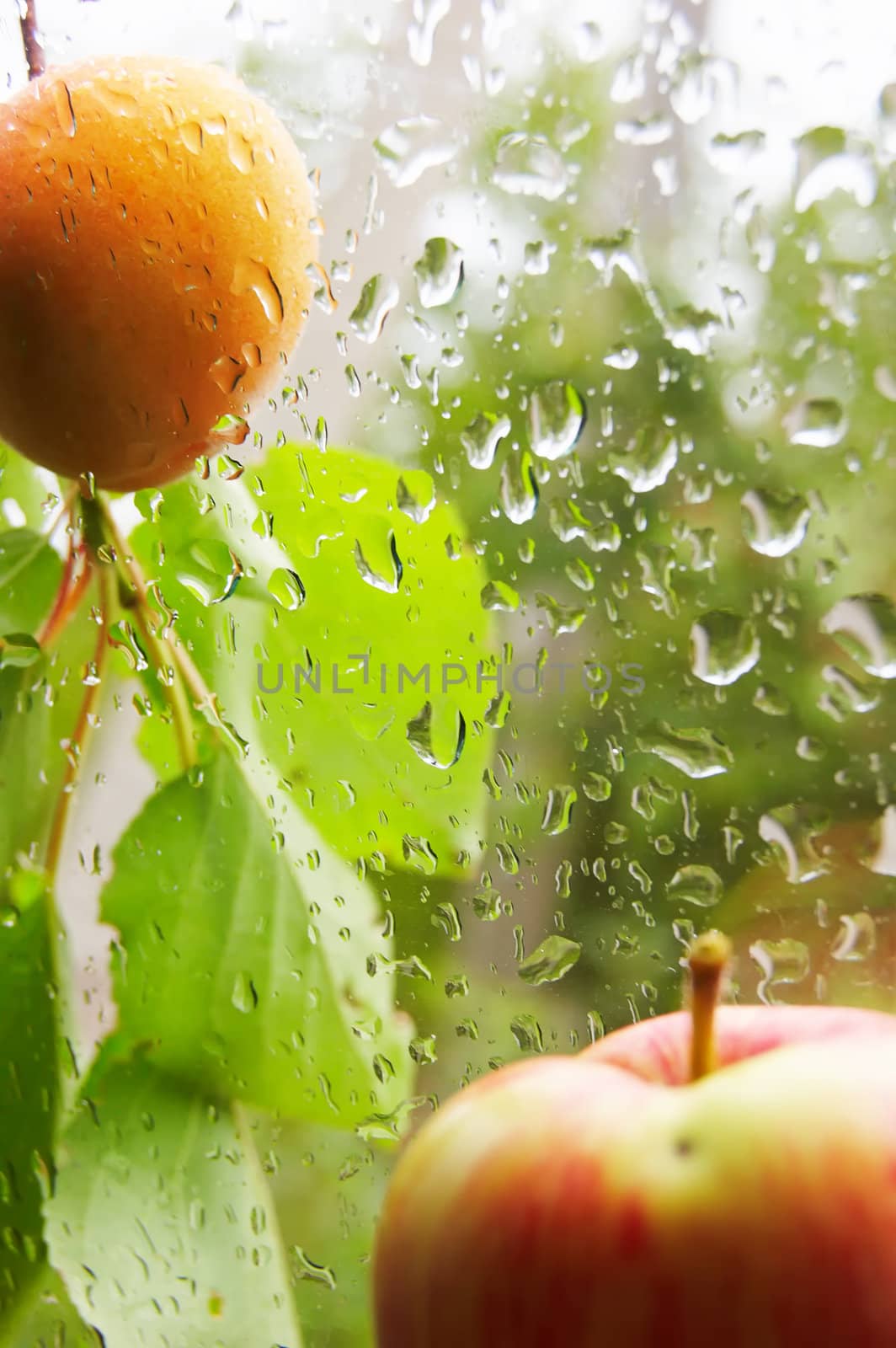 Apricot and apple on wet screen background