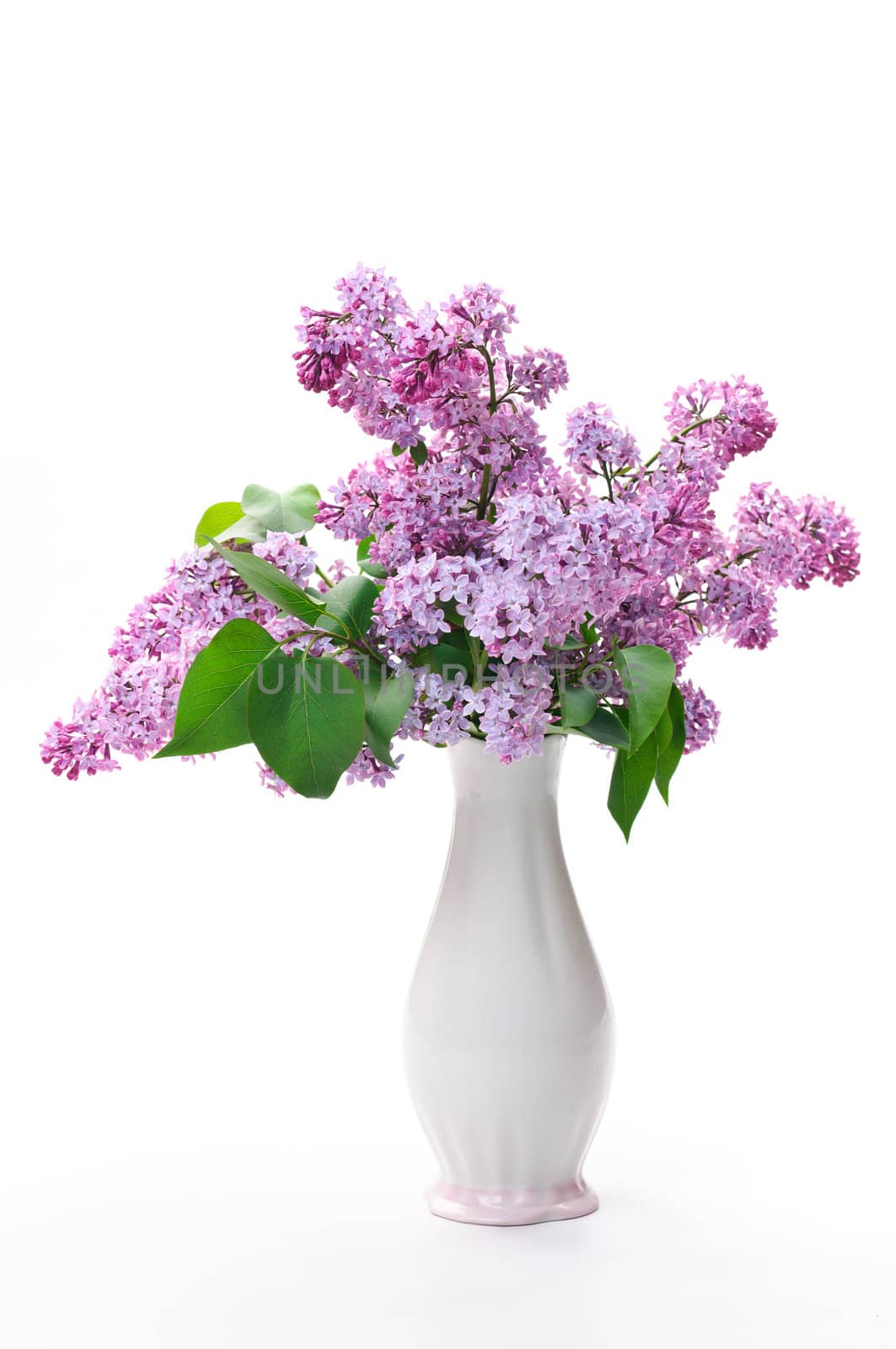 Lilac flower in vase