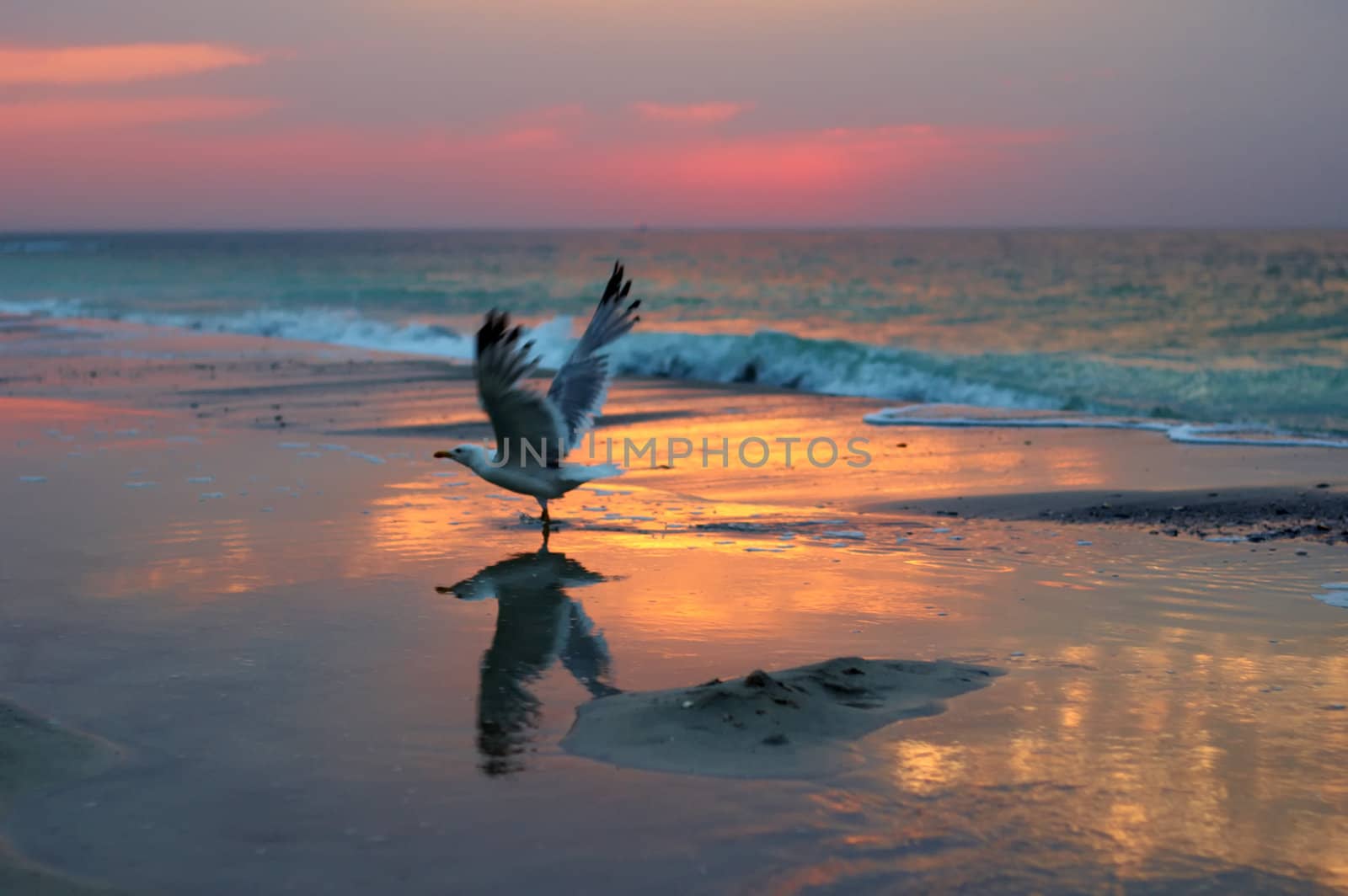 sea gull on a beach in morning