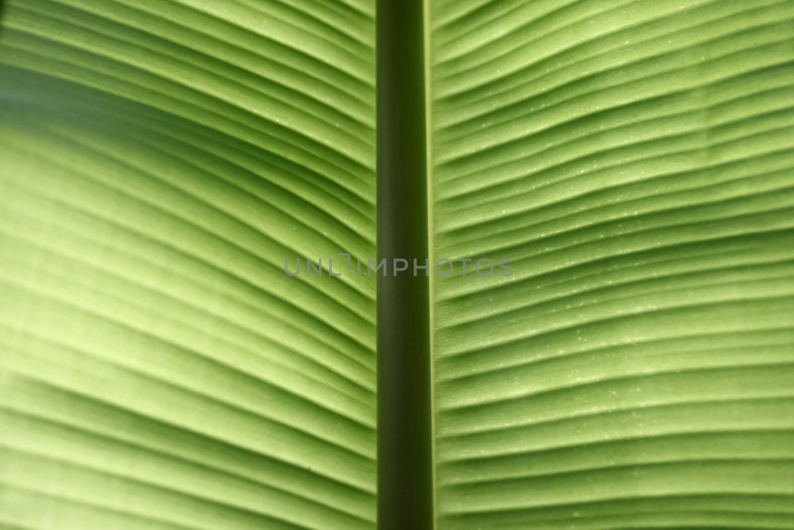 Banana leaf background